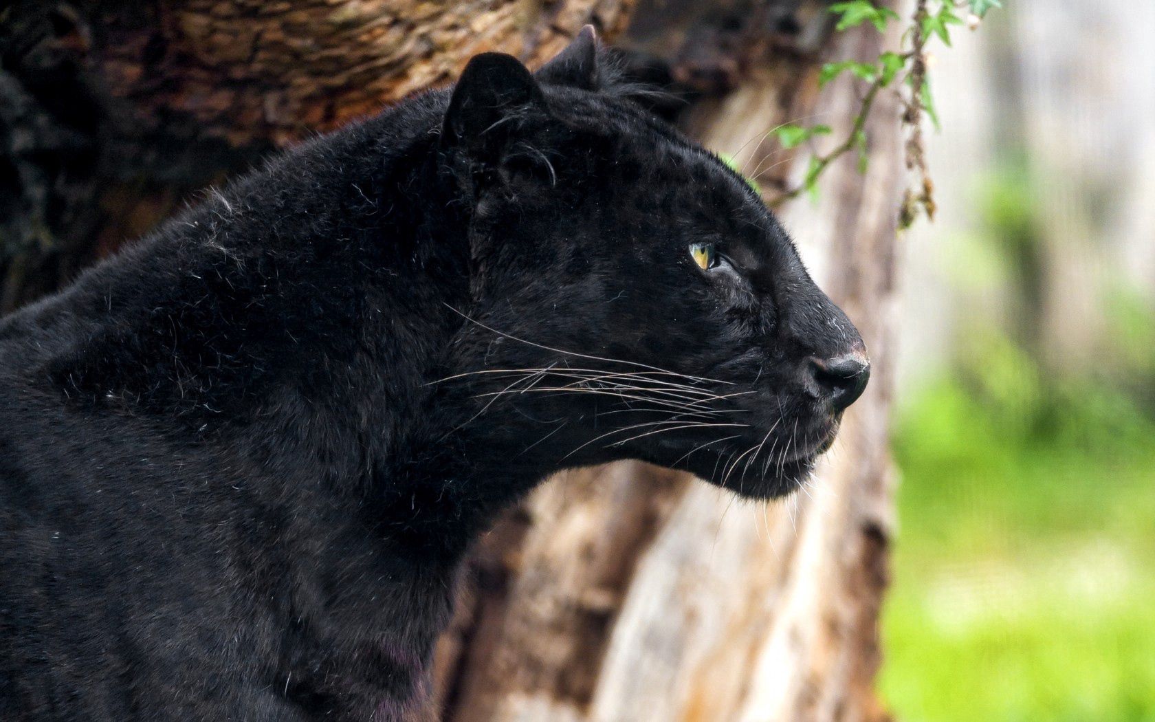 Download mobile wallpaper Animals, Predator, Profile, Big Cat, Panther for free.