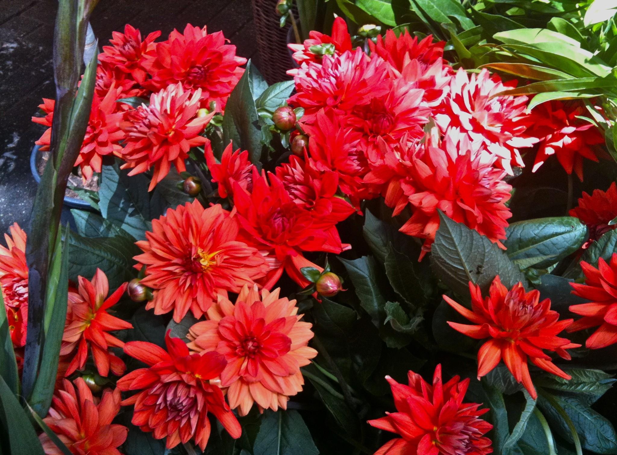 flowerbed, flowers, red, flower bed, dahlias Ultra HD, Free 4K, 32K