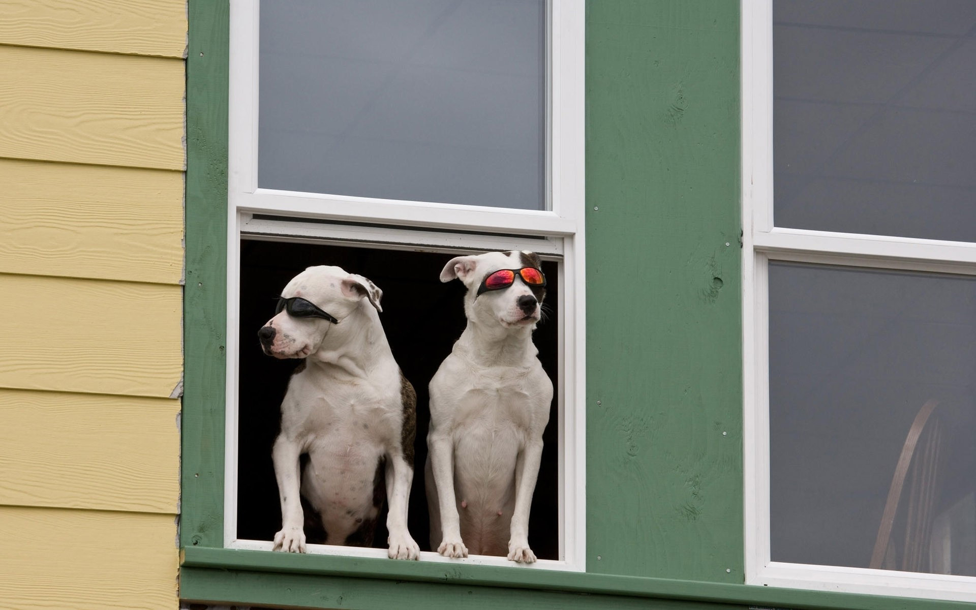Handy-Wallpaper Alaska, Hunde, Sonnenbrille, Lustig, Humor, Hund, Fenster, Fotografie, Tiere, Süß kostenlos herunterladen.