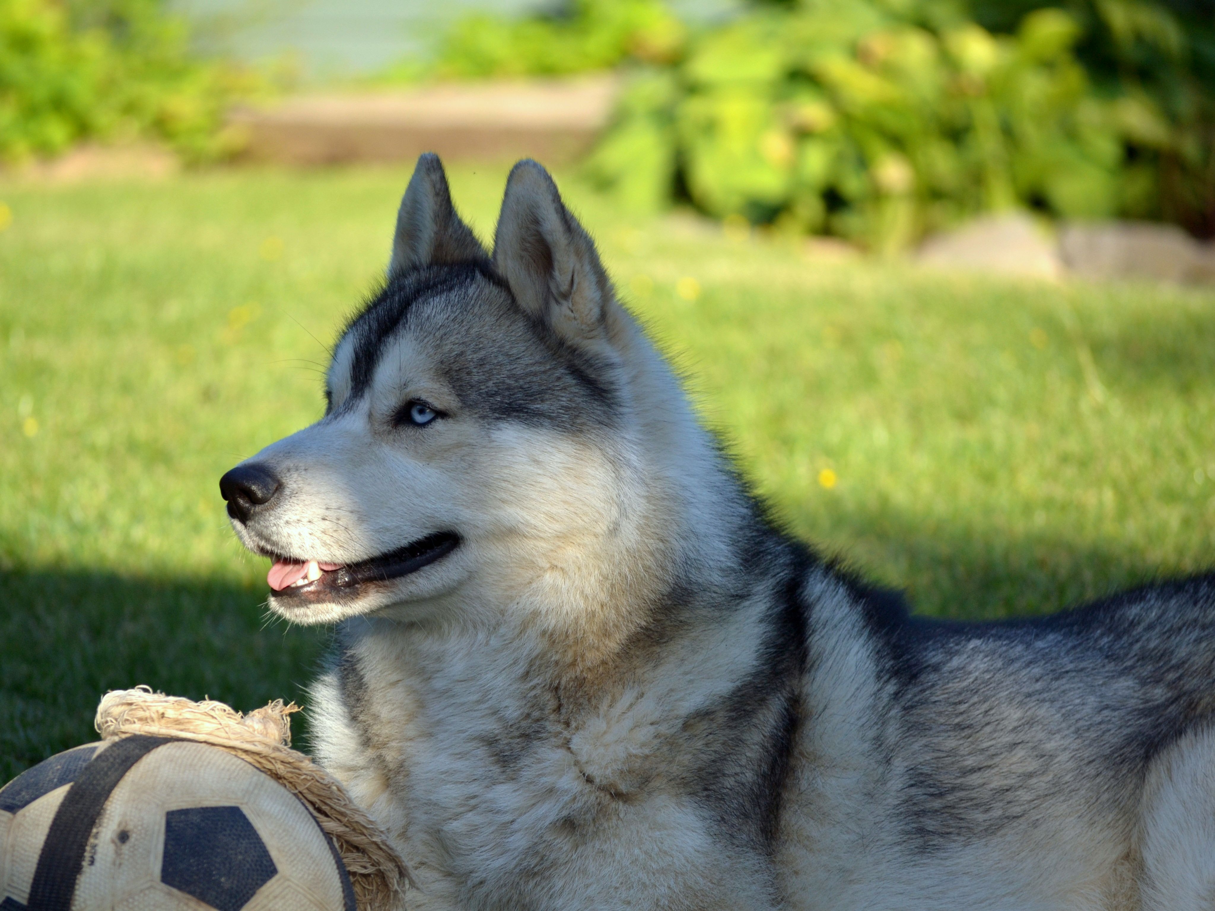 lie, animals, grass, to lie down, dog, ball, husky, haska for android