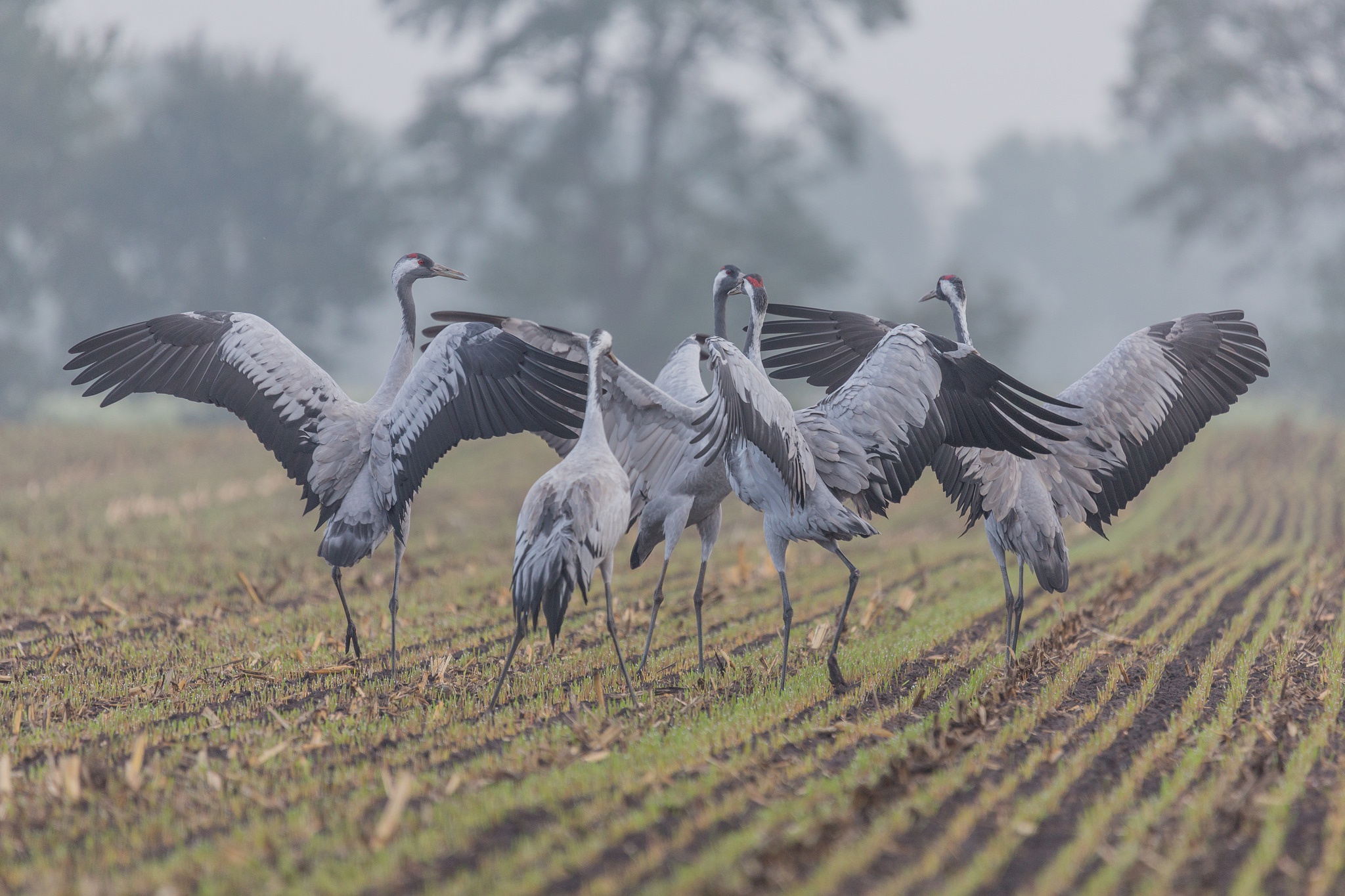 Download mobile wallpaper Birds, Bird, Field, Animal, Crane, Common Crane for free.