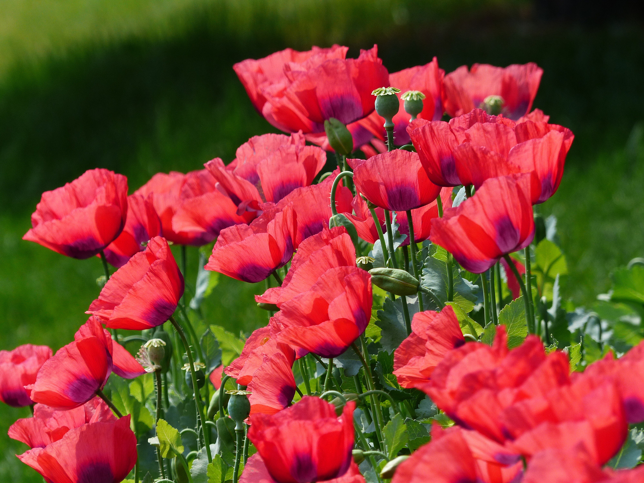 Descarga gratuita de fondo de pantalla para móvil de Flores, Amapola, Tierra/naturaleza.