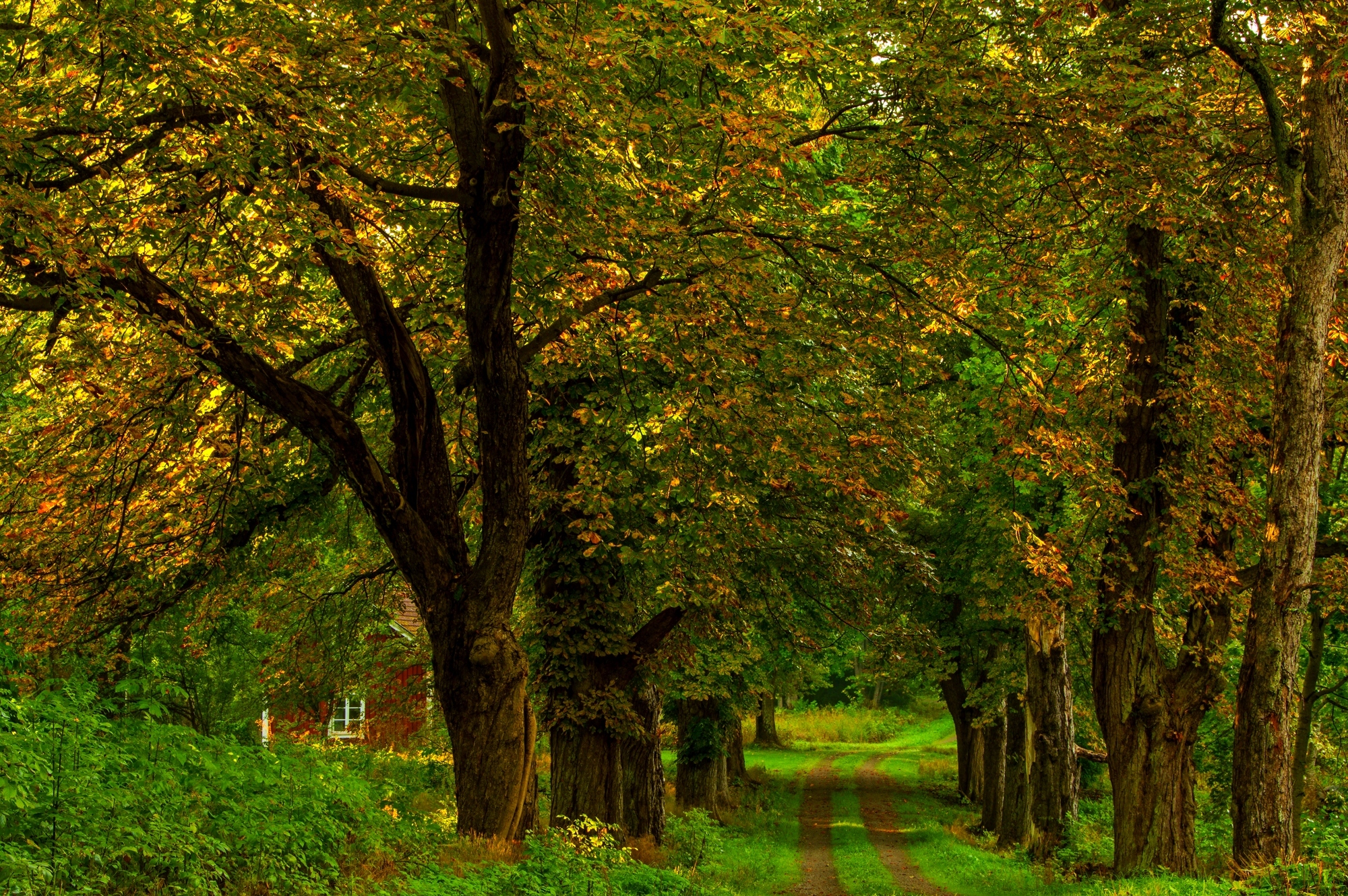 Laden Sie das Herbst, Wald, Baum, Haus, Pfad, Menschengemacht-Bild kostenlos auf Ihren PC-Desktop herunter