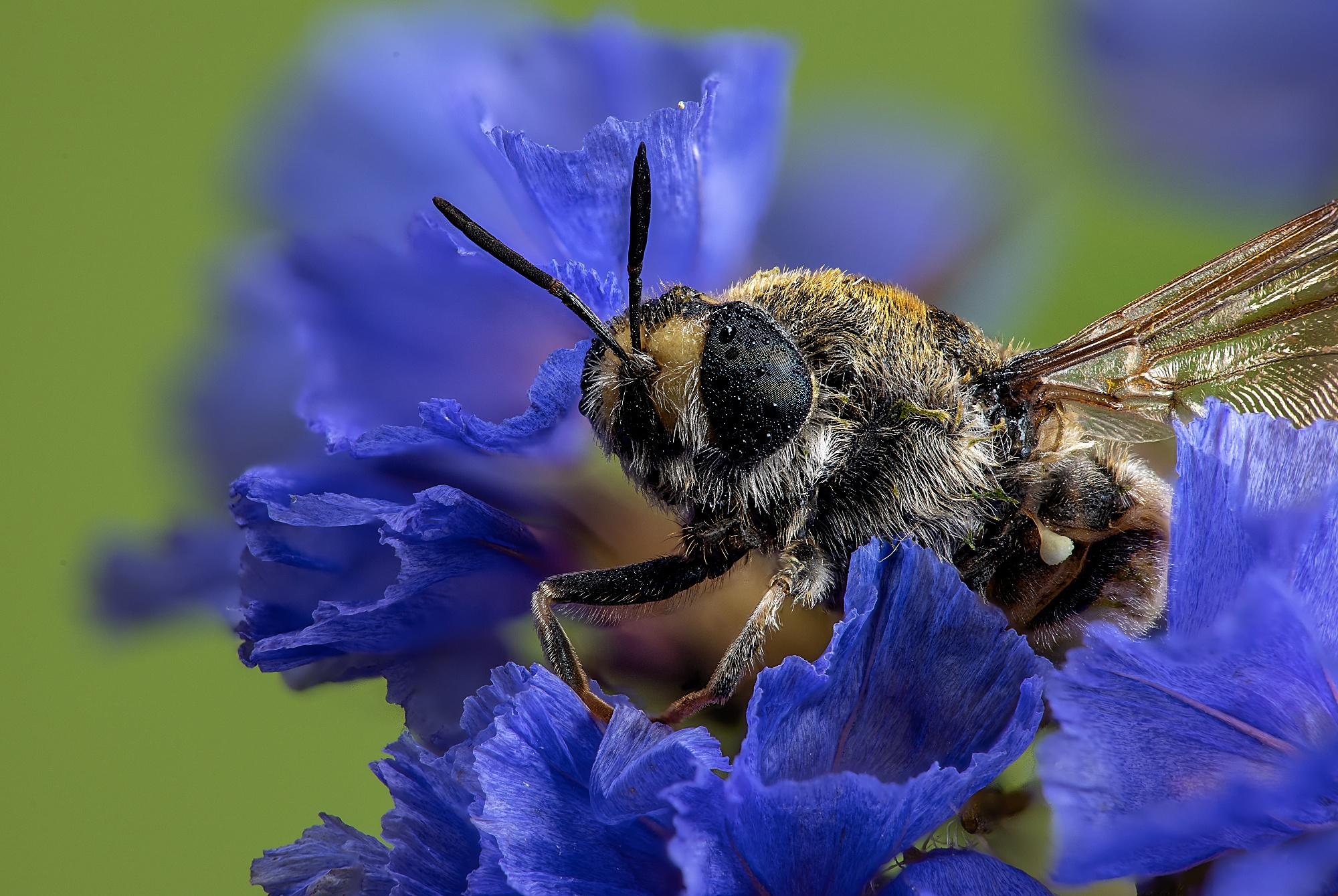 Laden Sie das Tiere, Insekten, Blume, Makro, Biene-Bild kostenlos auf Ihren PC-Desktop herunter