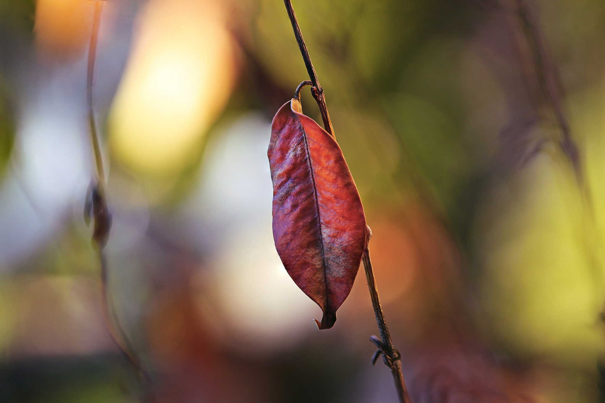 Free download wallpaper Nature, Leaf, Fall, Earth, Bokeh on your PC desktop