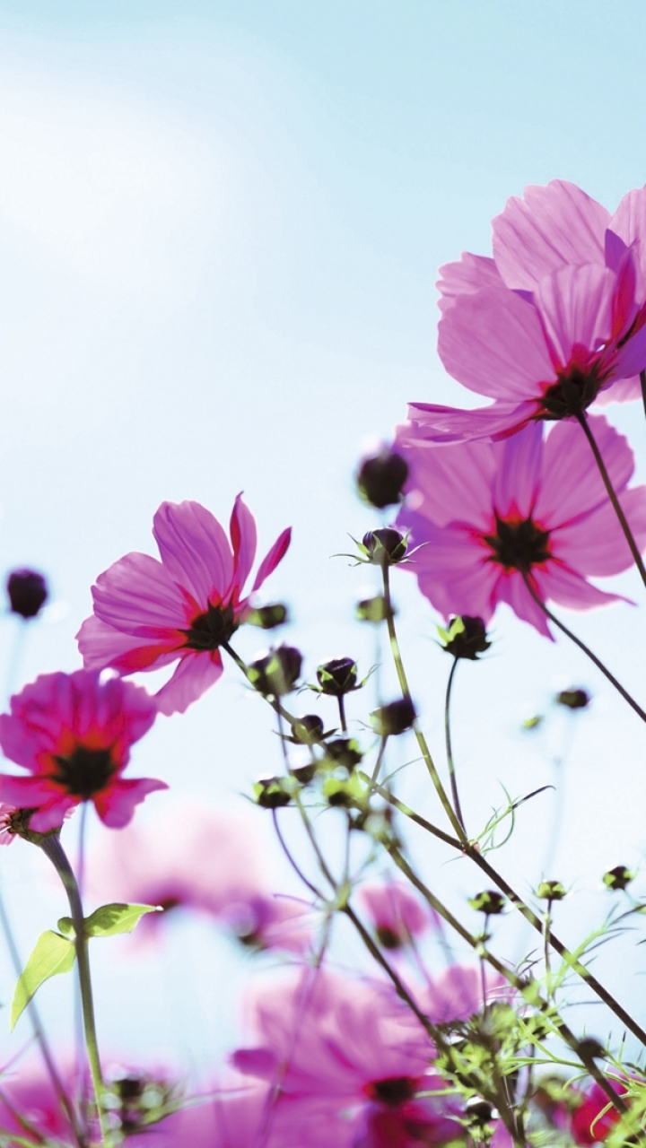 Descarga gratuita de fondo de pantalla para móvil de Flores, Flor, Tierra/naturaleza.