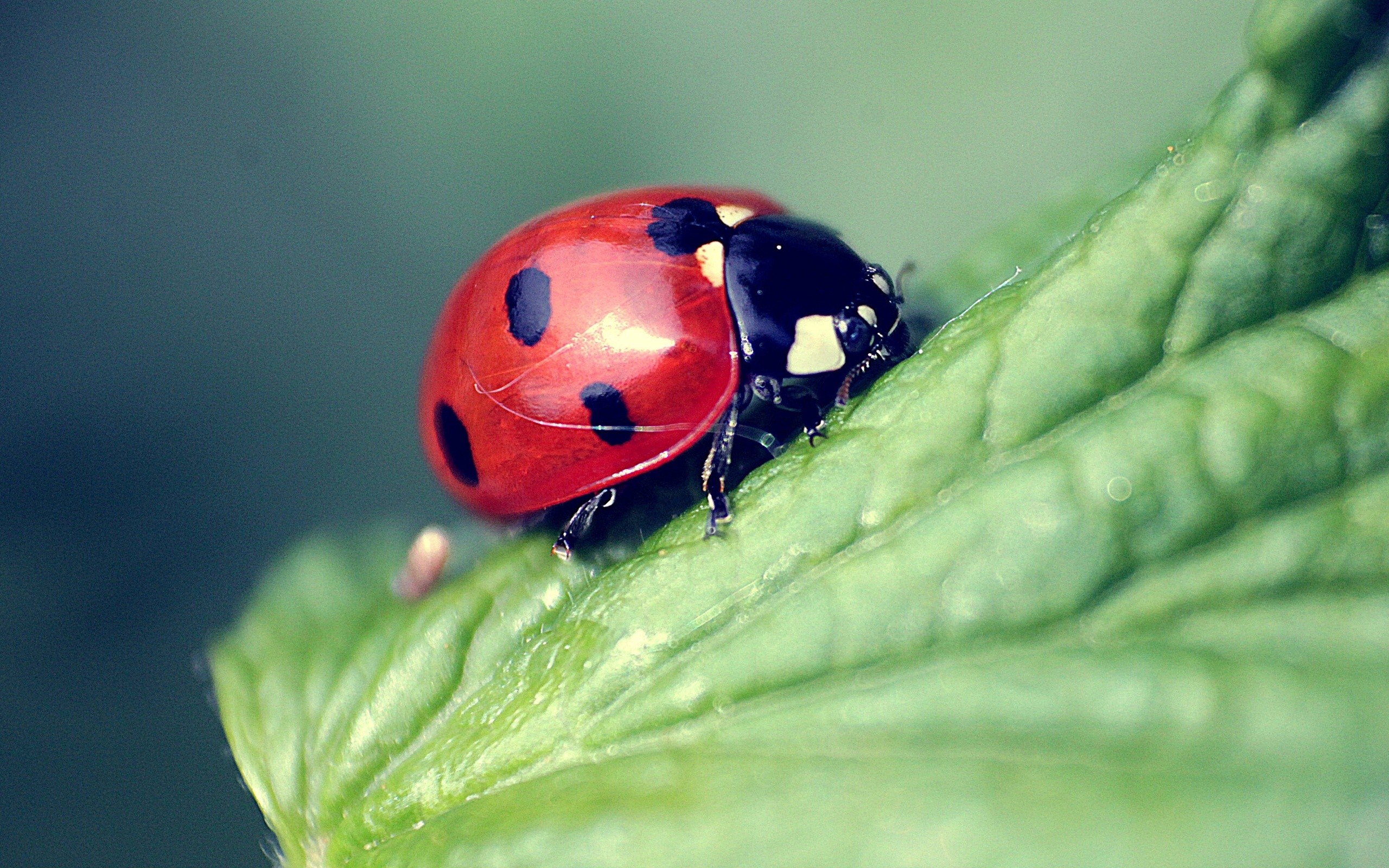 Free download wallpaper Animal, Ladybug on your PC desktop