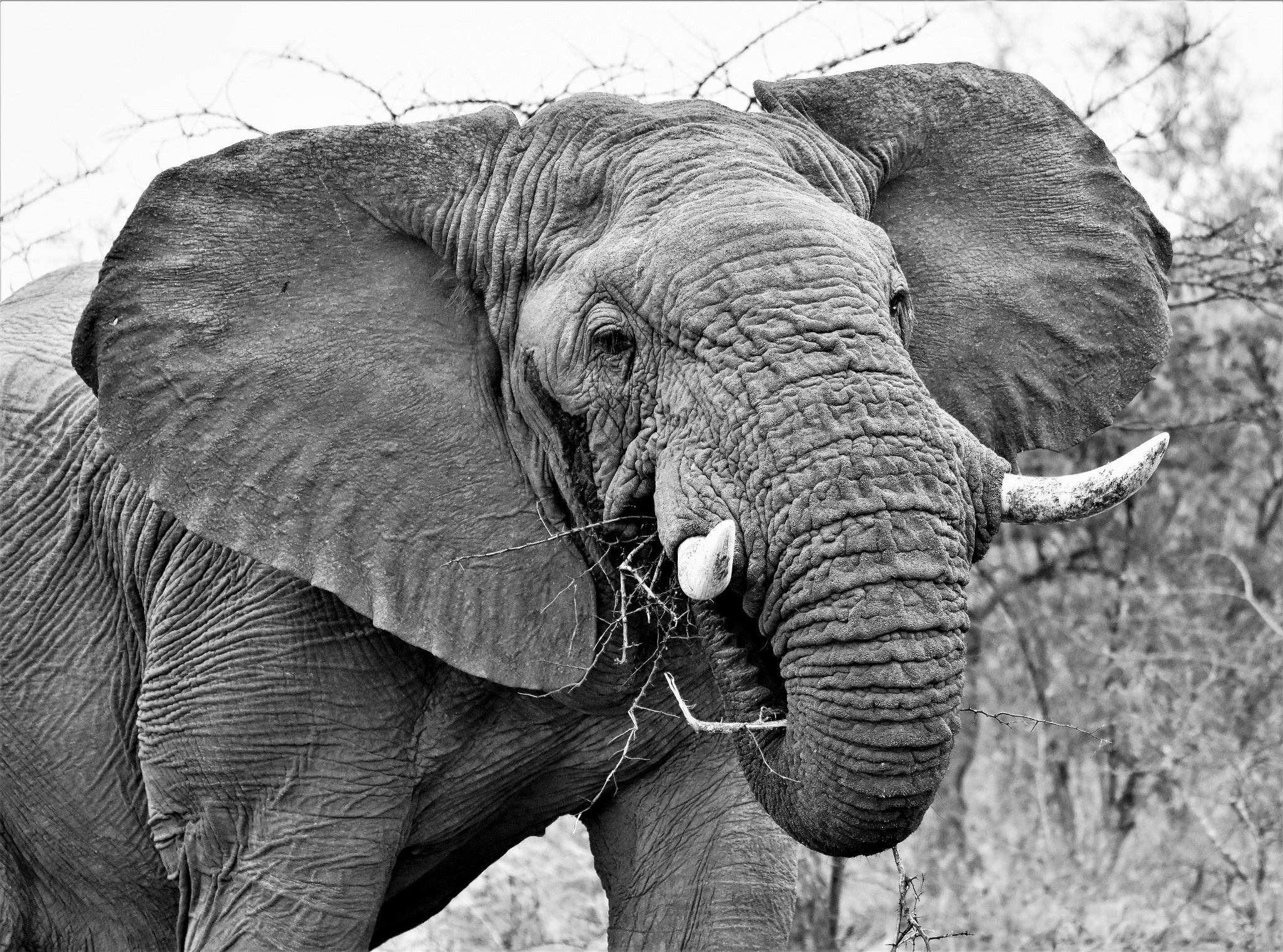 Téléchargez des papiers peints mobile Animaux, Éléphants, Noir & Blanc, Éléphant De Savane D'afrique gratuitement.