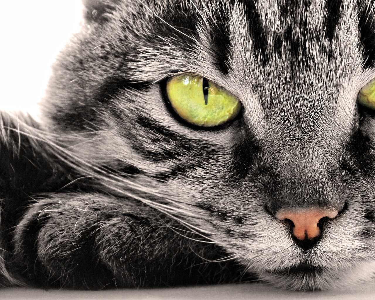 Download mobile wallpaper Cat, Animal for free.