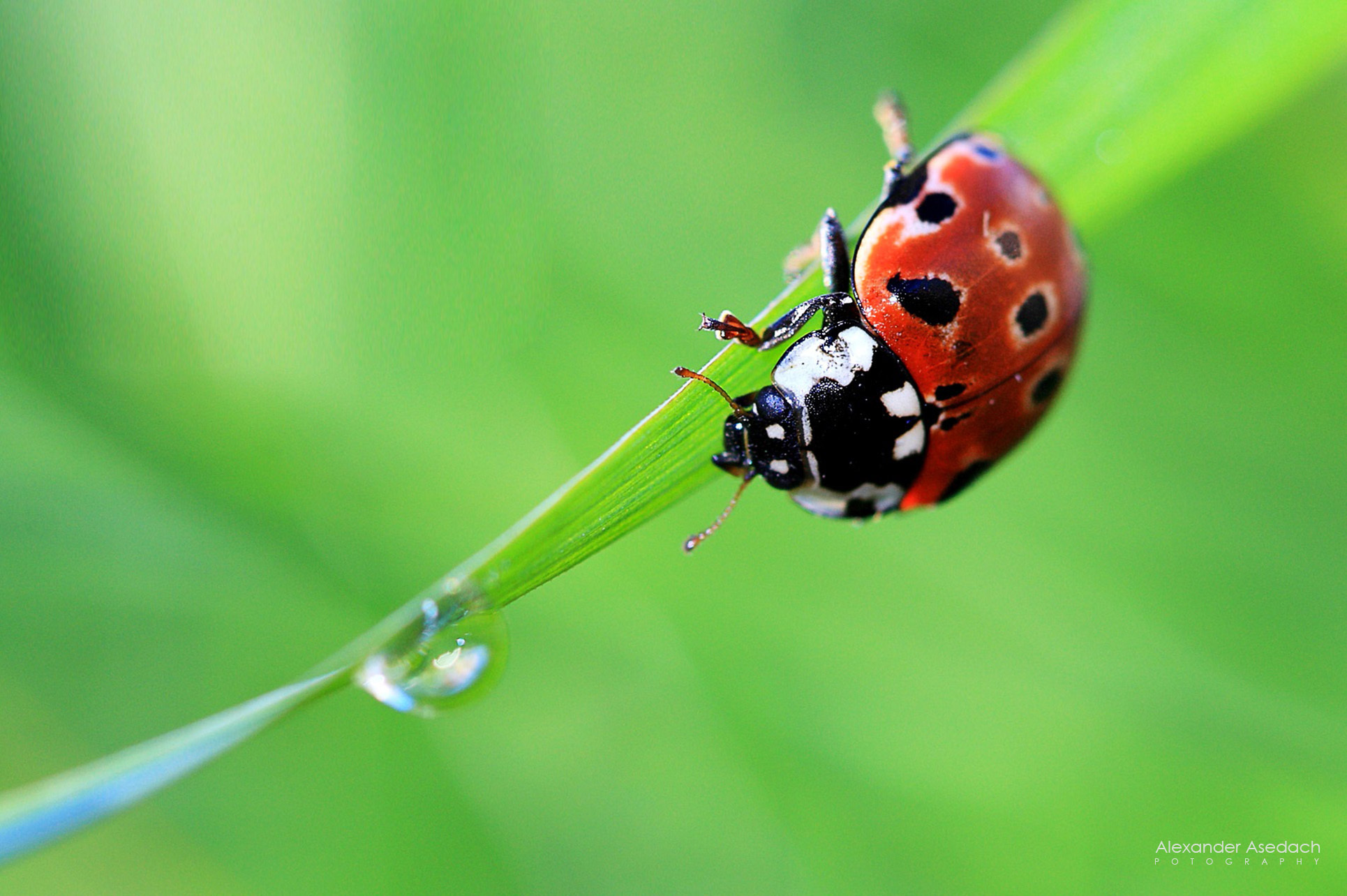 Download mobile wallpaper Animal, Ladybug for free.