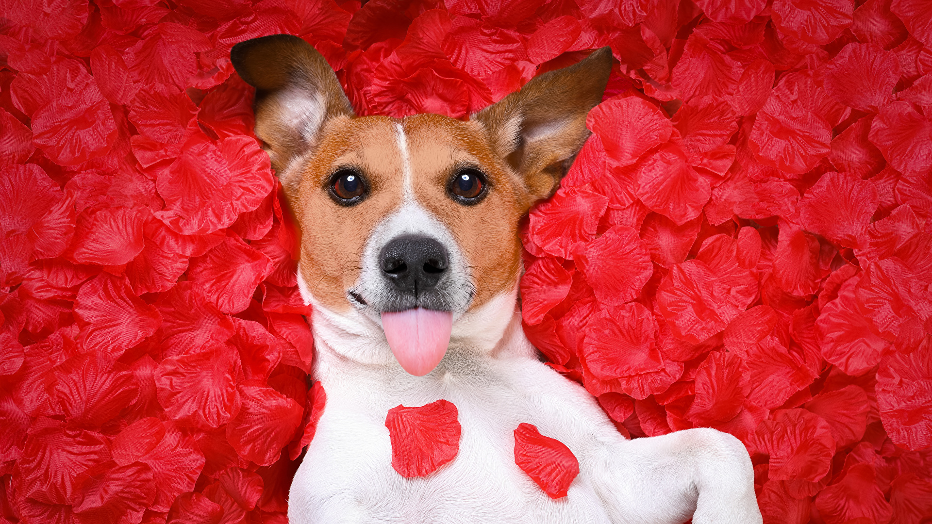 animal, jack russell terrier, dog, petal, dogs