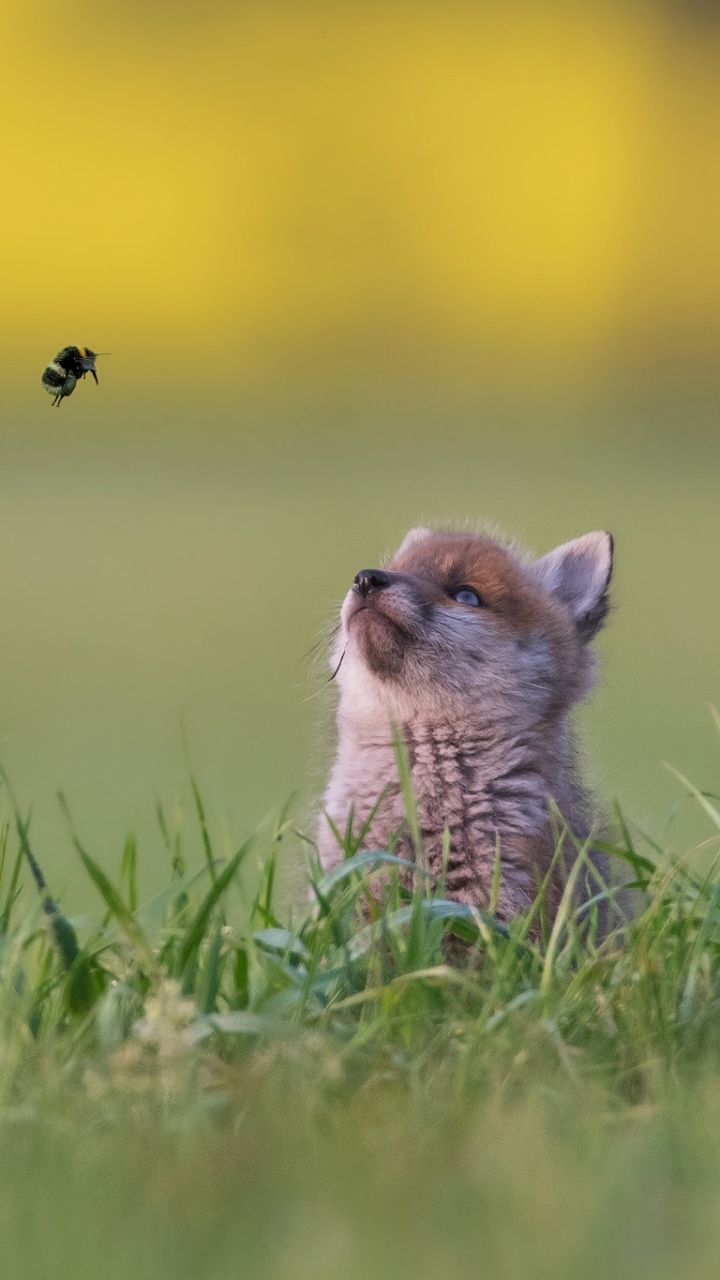 無料モバイル壁紙動物, 狐, 赤ちゃん動物, カブをダウンロードします。