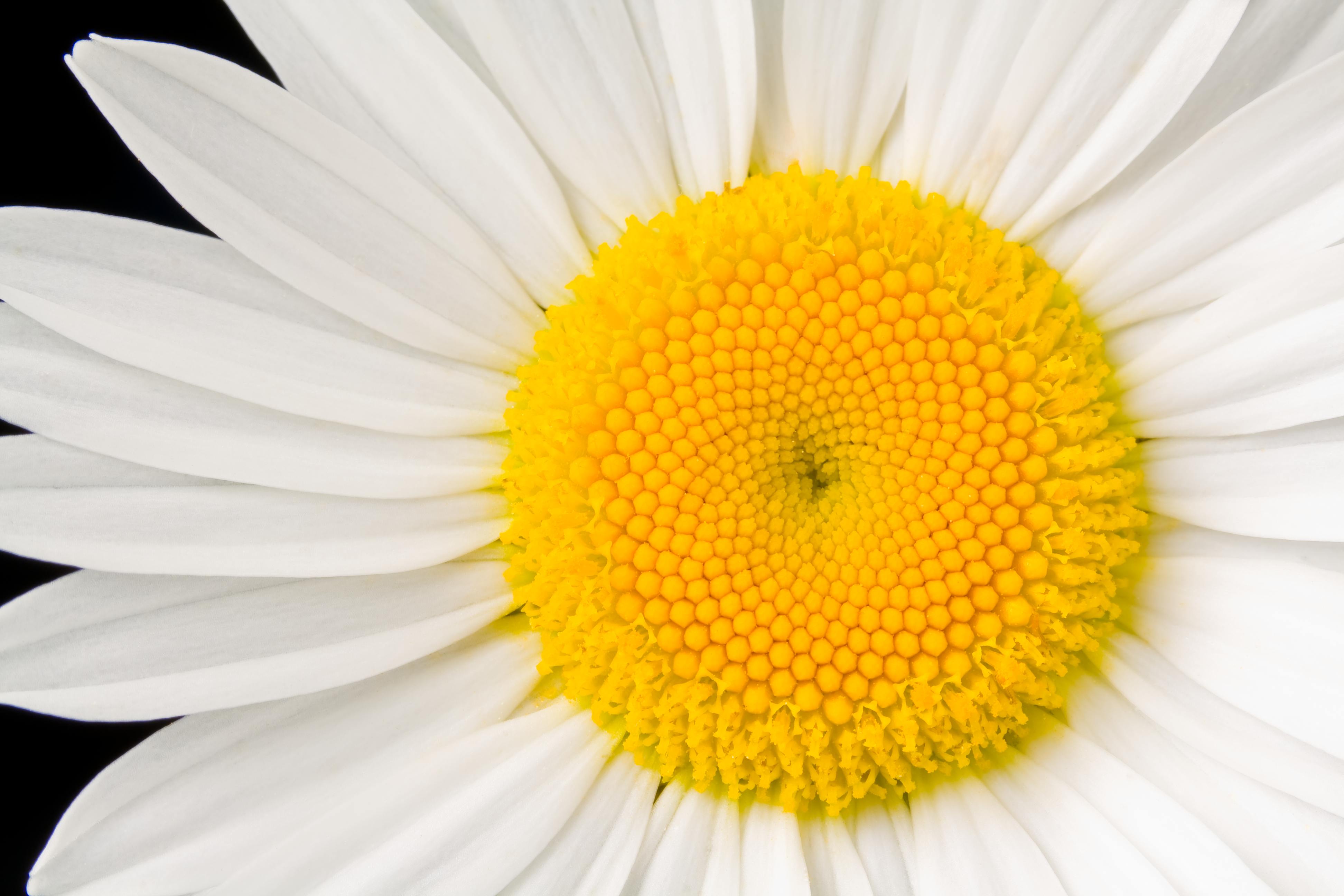 Download mobile wallpaper Flowers, Flower, Macro, Close Up, Earth, Daisy, White Flower for free.