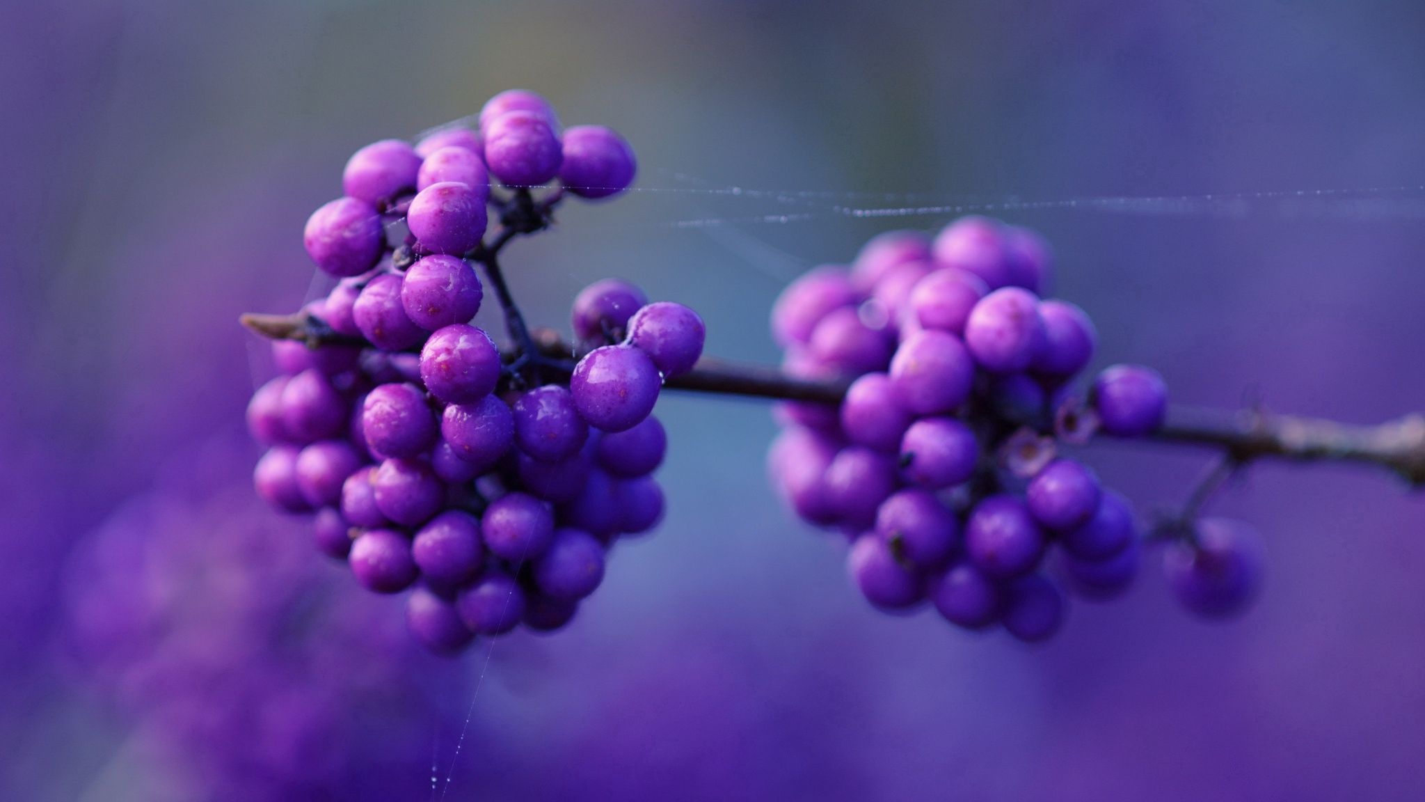 Download mobile wallpaper Branch, Macro, Berries, Lilac for free.