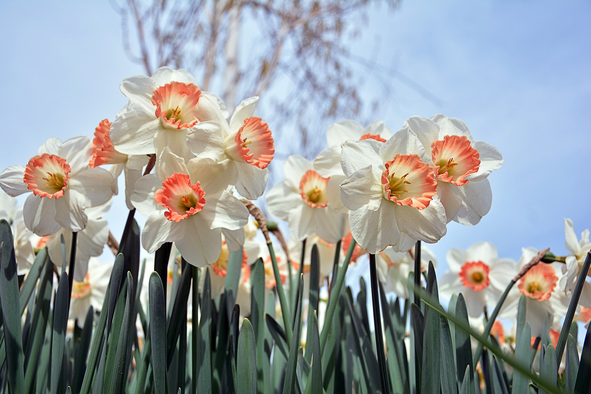 Baixar papel de parede para celular de Flores, Flor, Flor Branca, Terra/natureza, Narcissus gratuito.