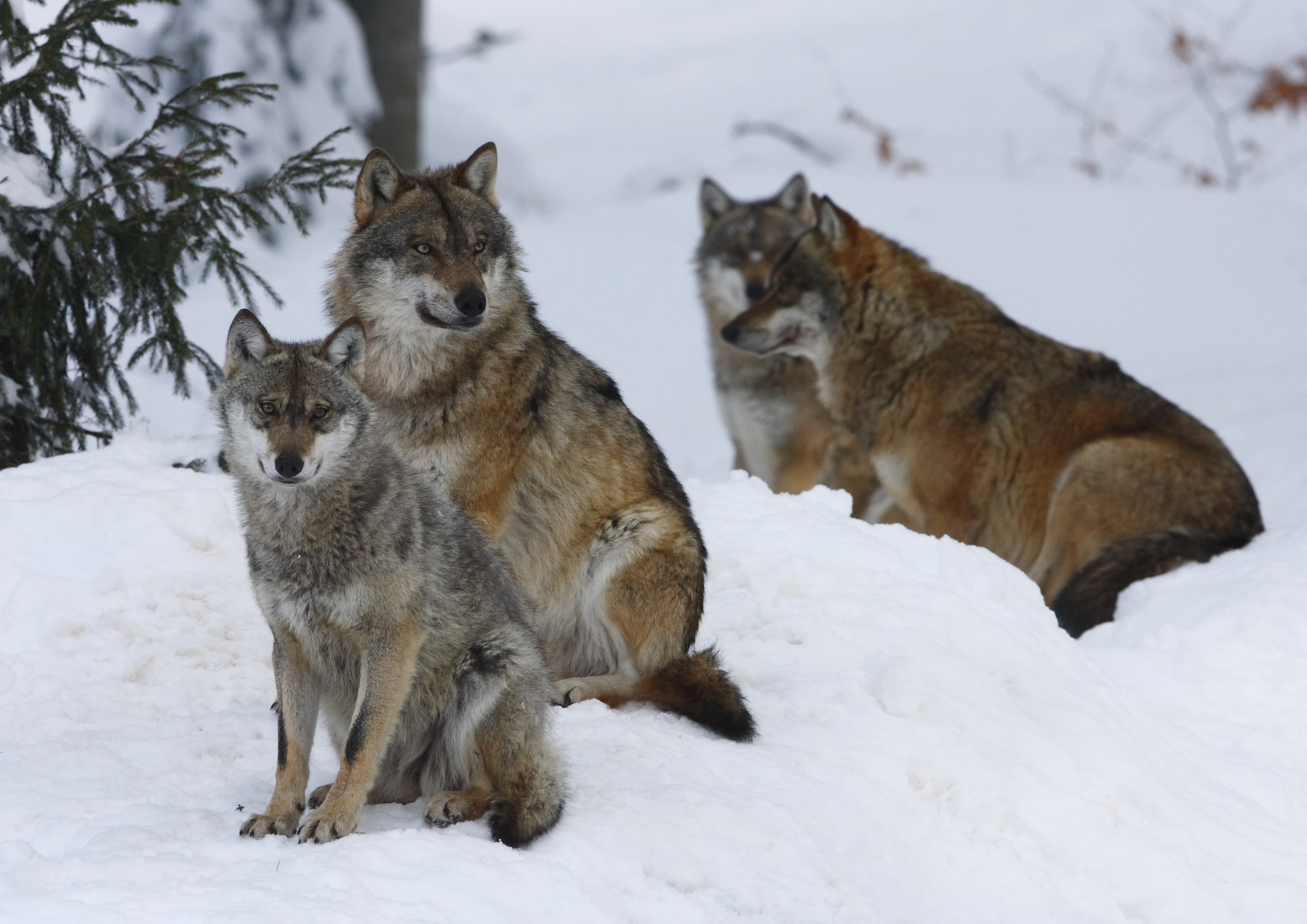 Free download wallpaper Winter, Snow, Forest, Flock, Animals, Wolfs on your PC desktop