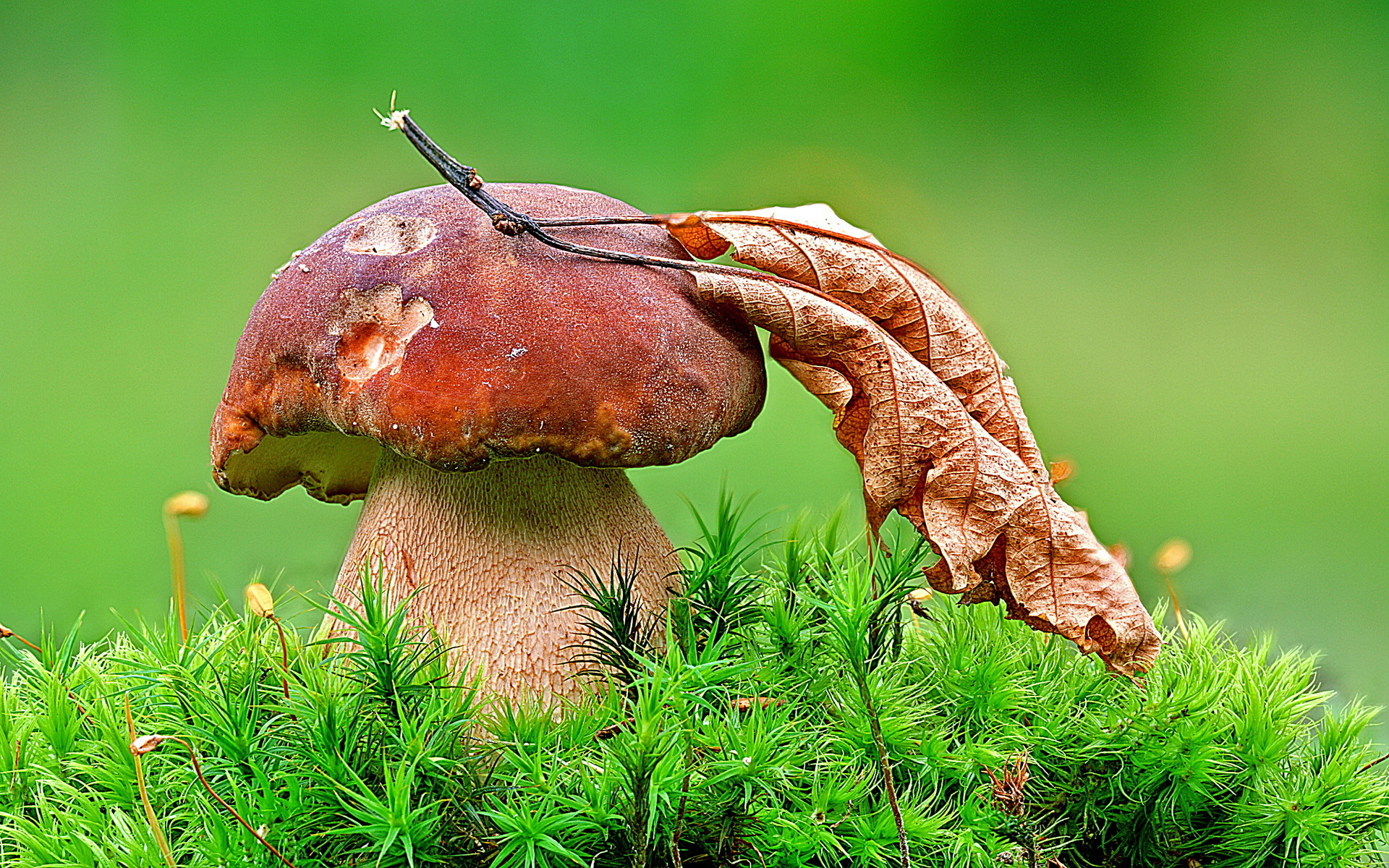 Free download wallpaper Earth, Mushroom on your PC desktop