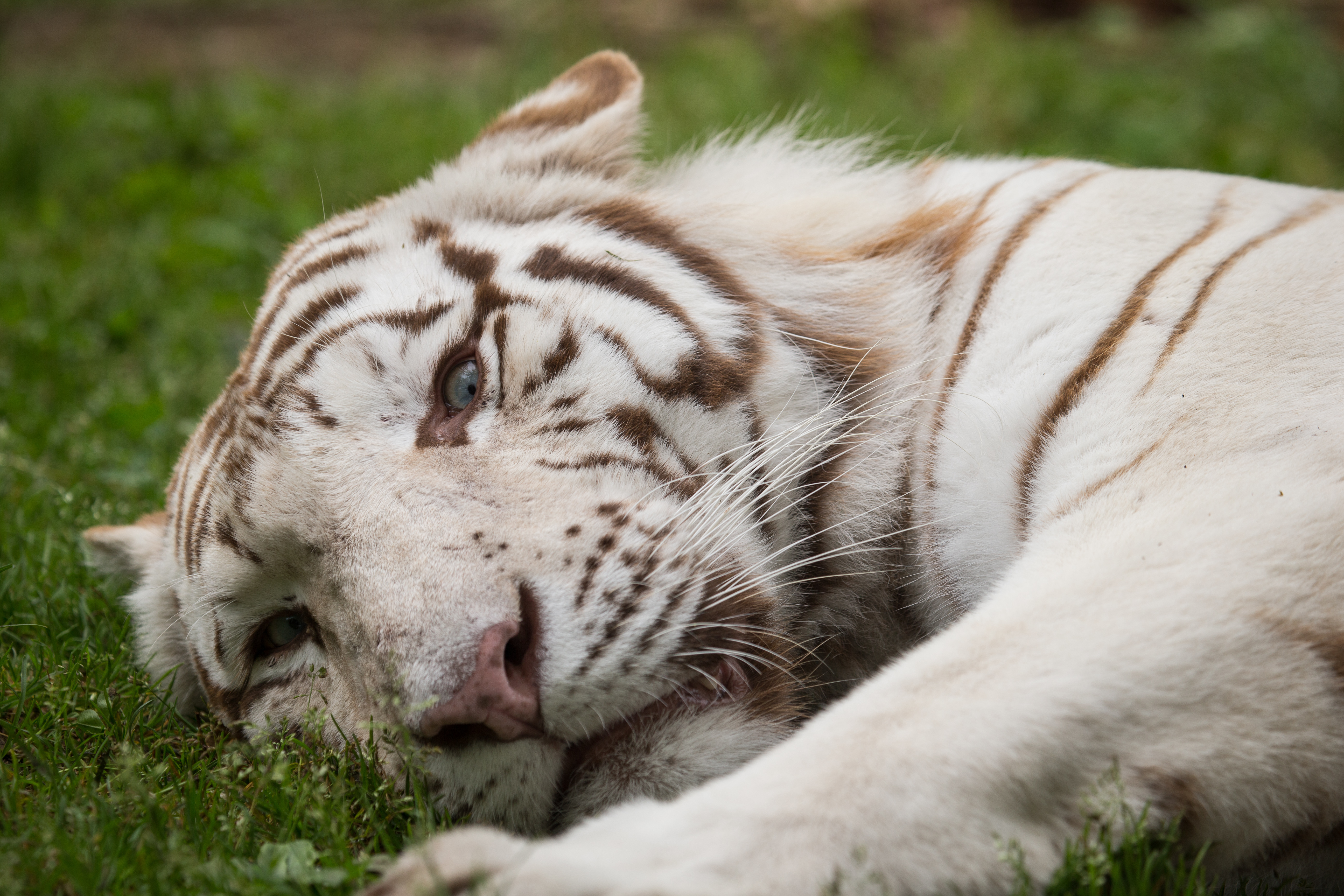 Скачати мобільні шпалери Тварина, Коти, Білий Тигр, Відпочиває безкоштовно.