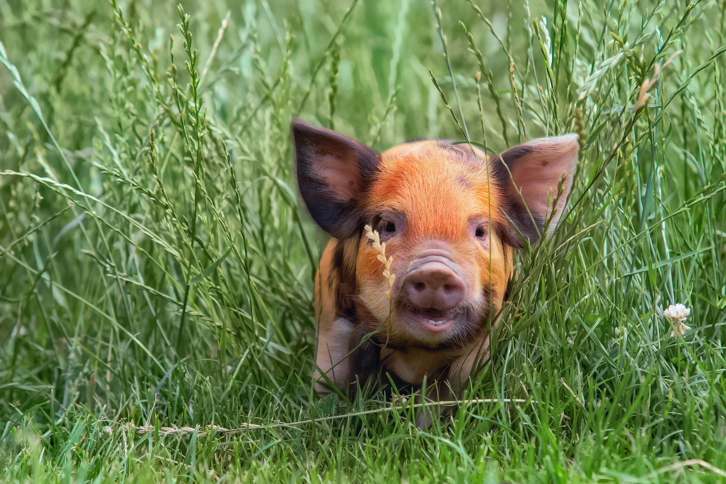 無料モバイル壁紙動物, 草, 豚をダウンロードします。