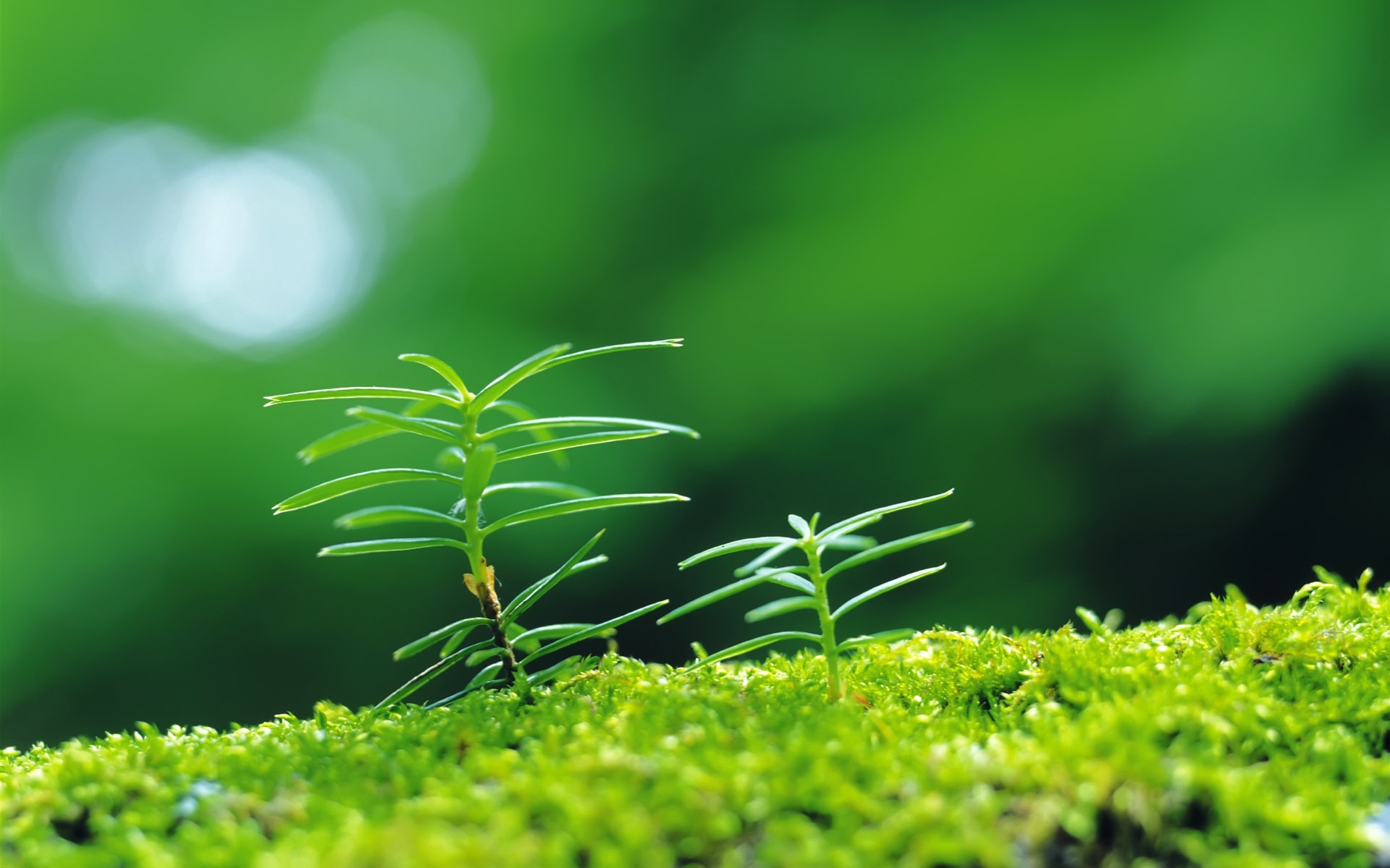 Free download wallpaper Plants, Grass on your PC desktop