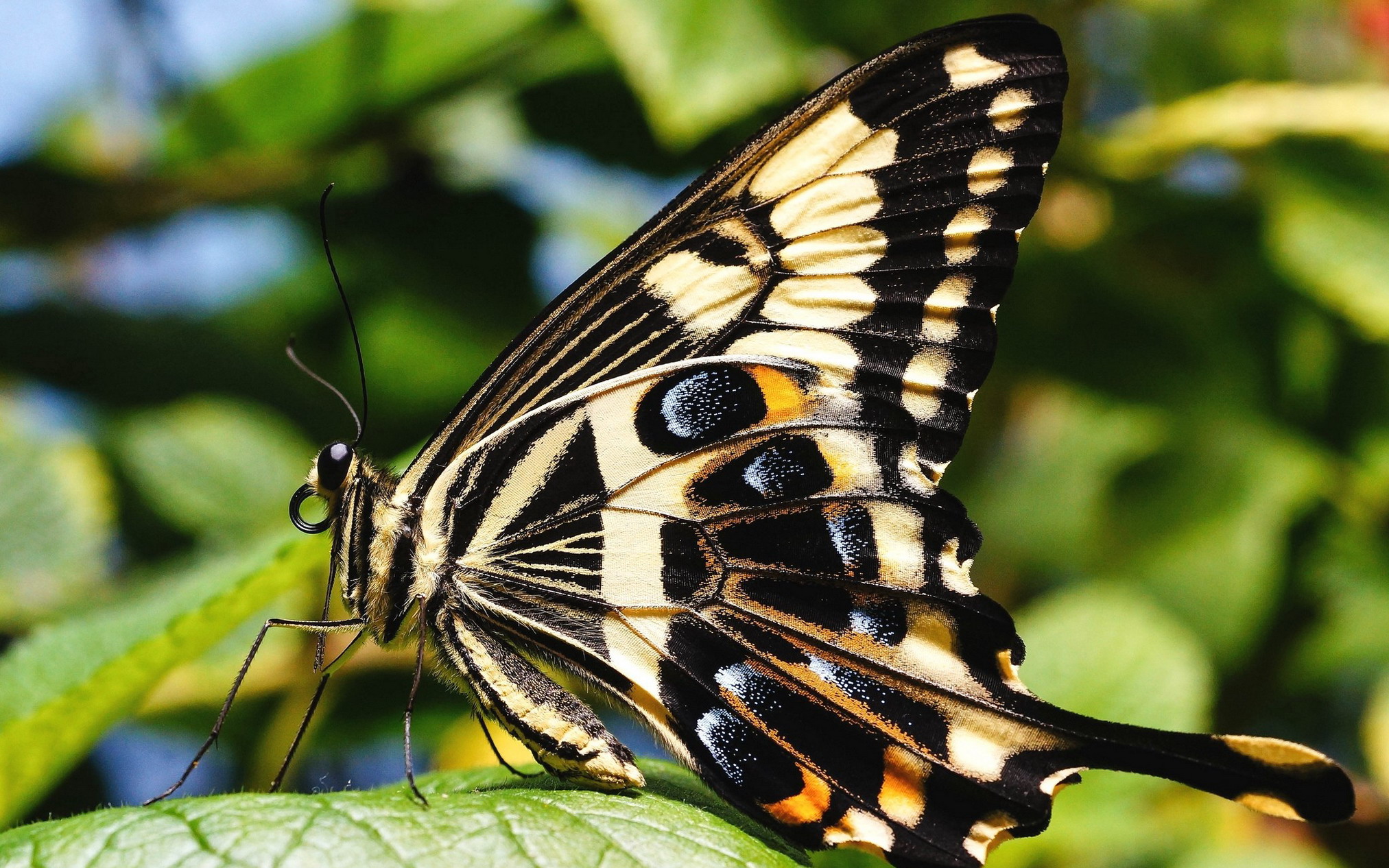 Descarga gratuita de fondo de pantalla para móvil de Mariposa, Animales.