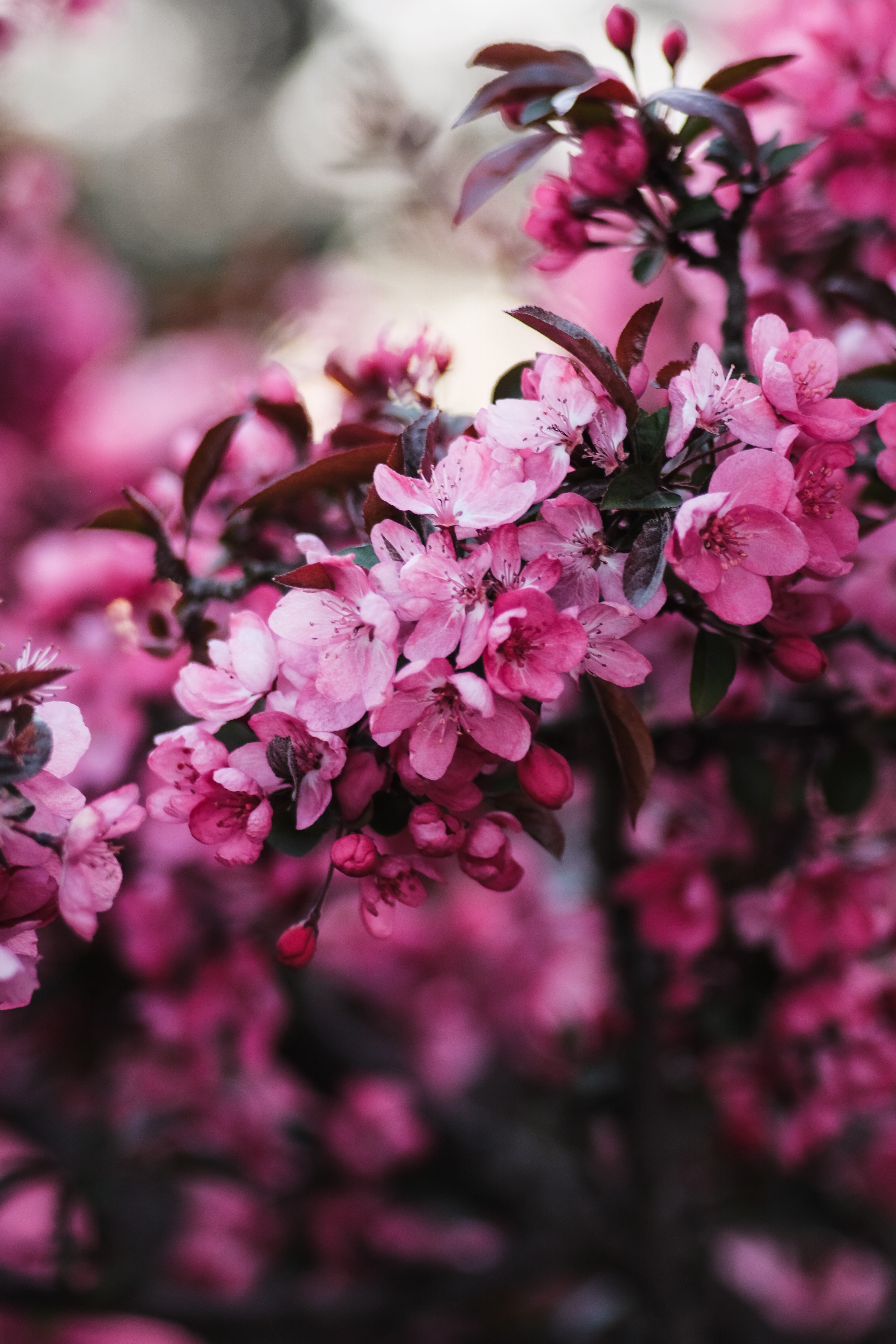 Download mobile wallpaper Branch, Flowering, Bloom, Flowers, Pink for free.