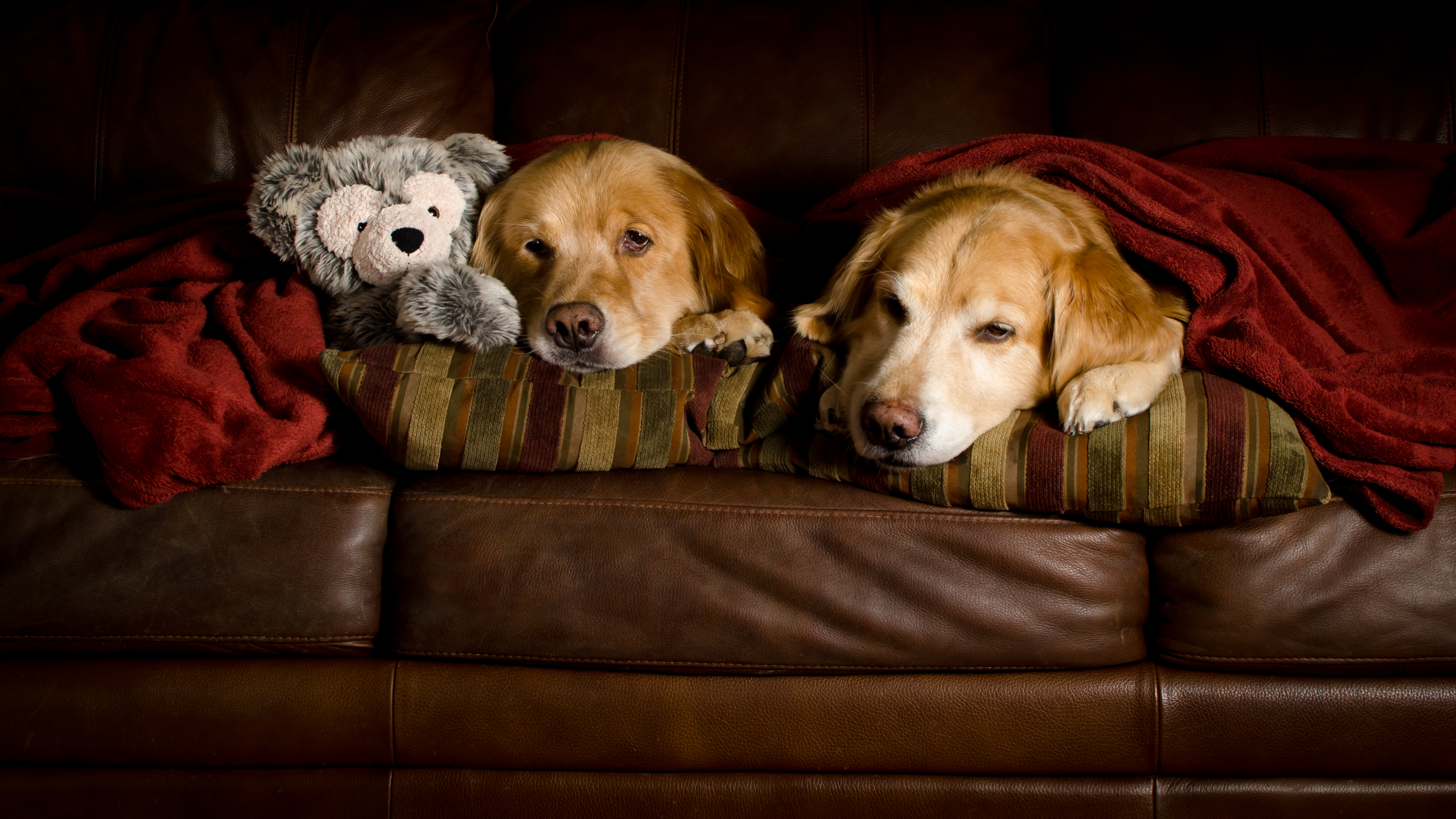 animal, golden retriever, couch, dog, puppy, stuffed animal, dogs