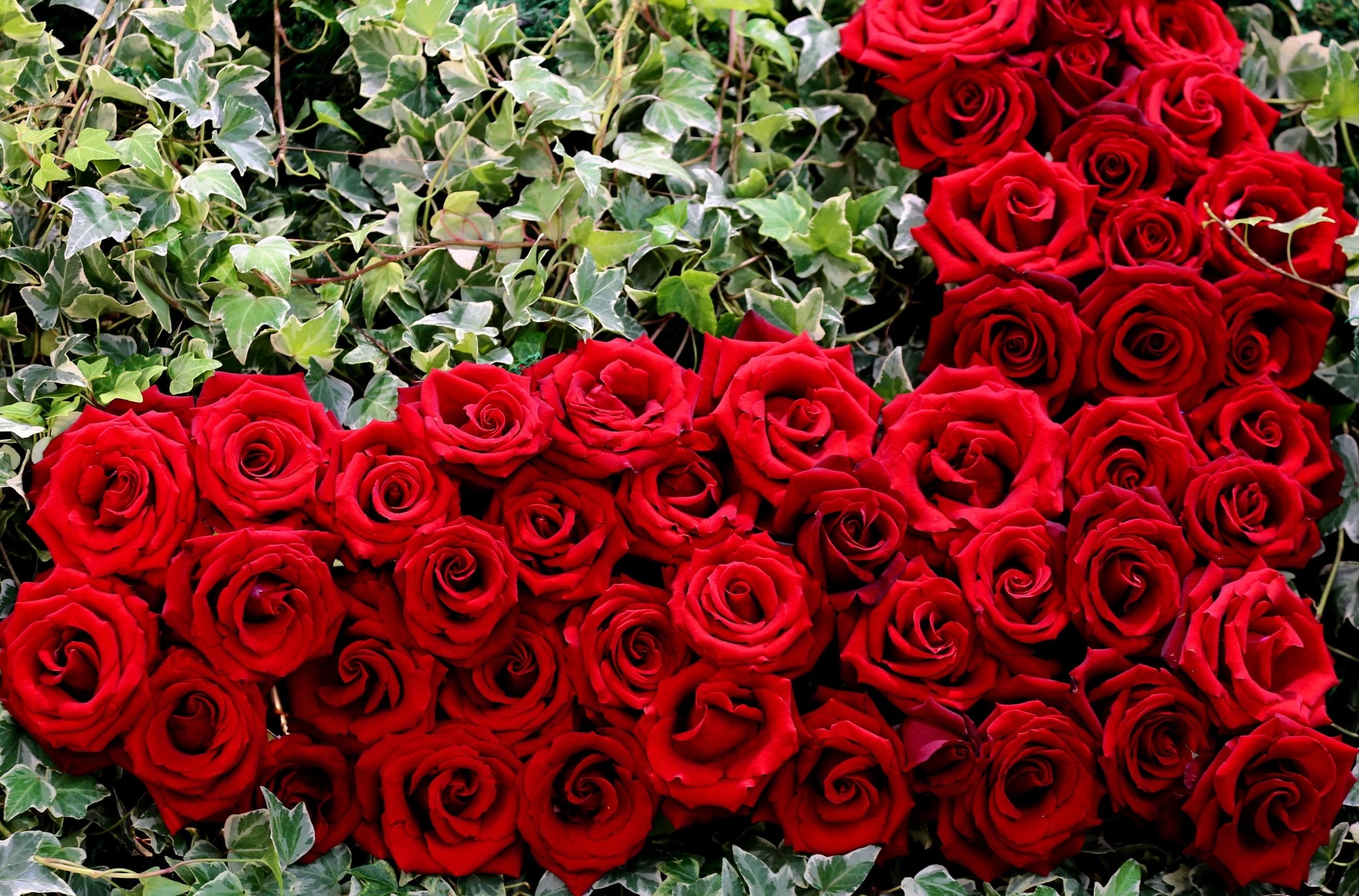 118121 descargar imagen flores, roses, verduras, rojo, cogollos, brotes, un corazón, corazón: fondos de pantalla y protectores de pantalla gratis