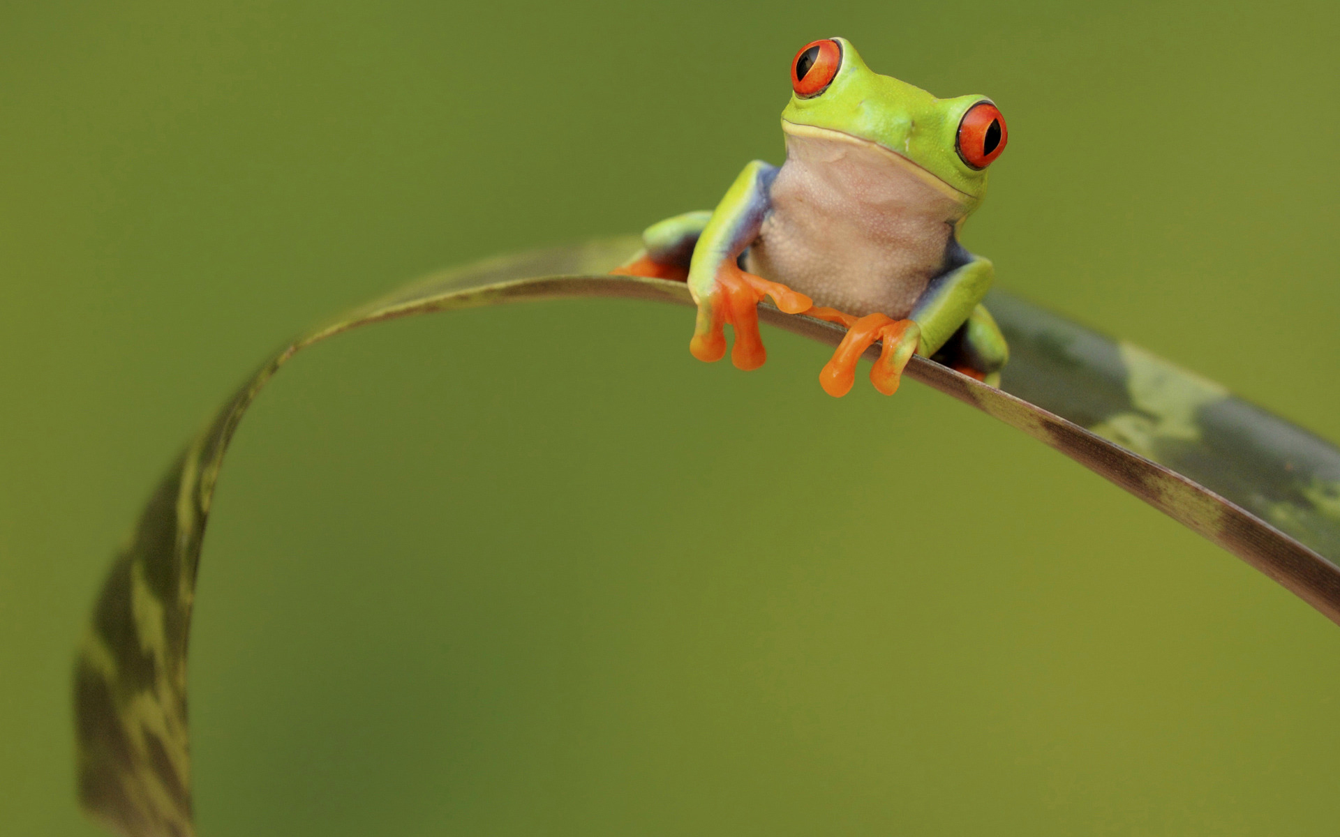 Download mobile wallpaper Frogs, Close Up, Leaf, Animal, Frog, Tree Frog, Red Eyed Tree Frog for free.