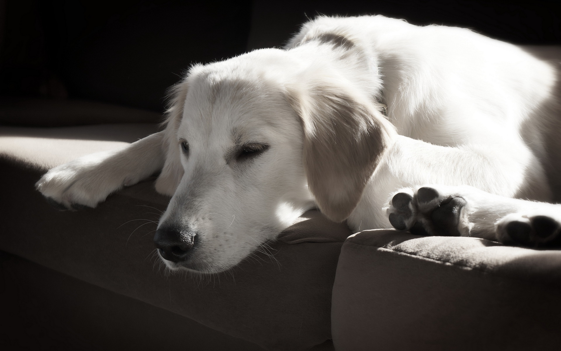 Téléchargez des papiers peints mobile Animaux, Chiens, Chien gratuitement.