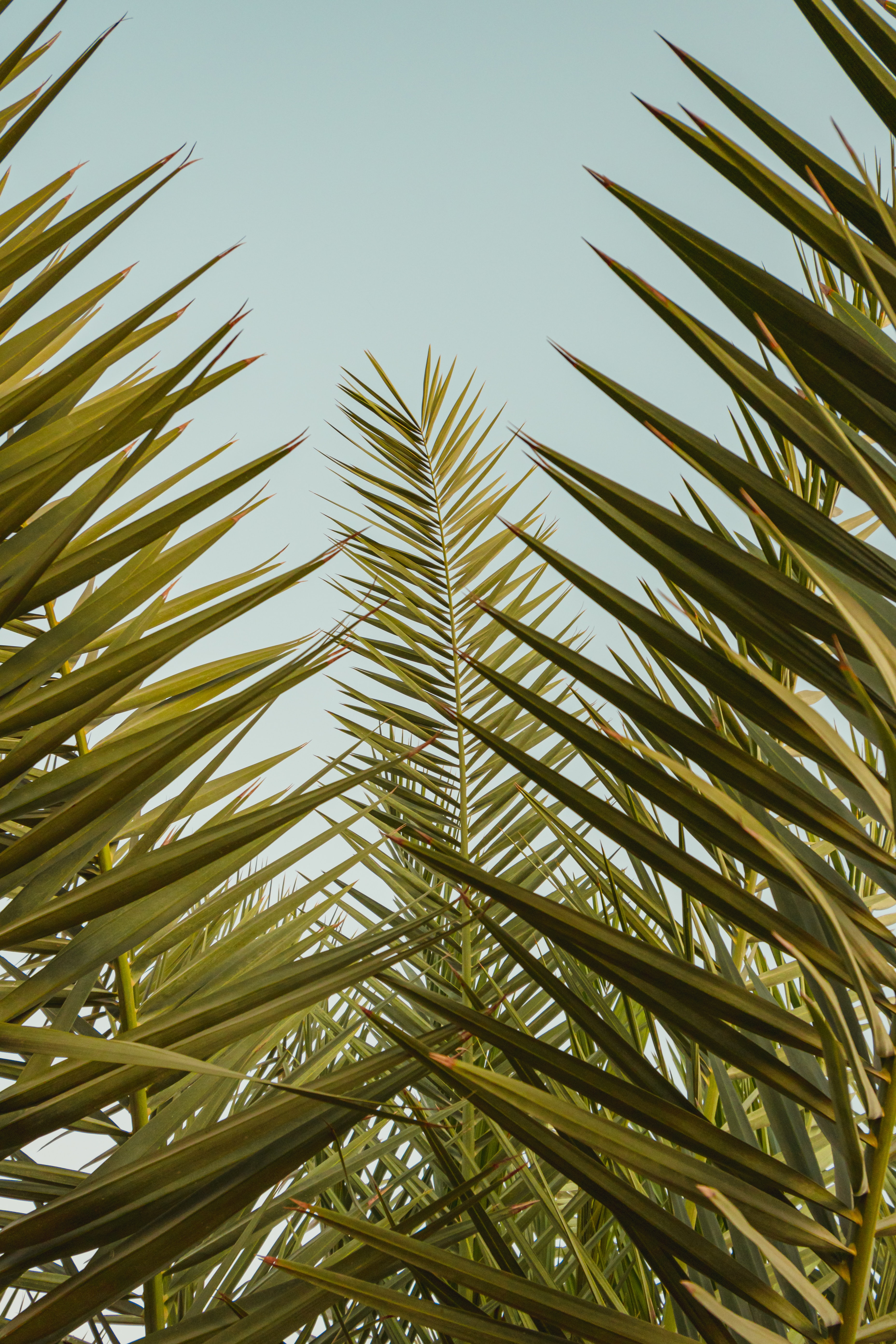 branch, leaves, sky, nature, palm, branches download HD wallpaper