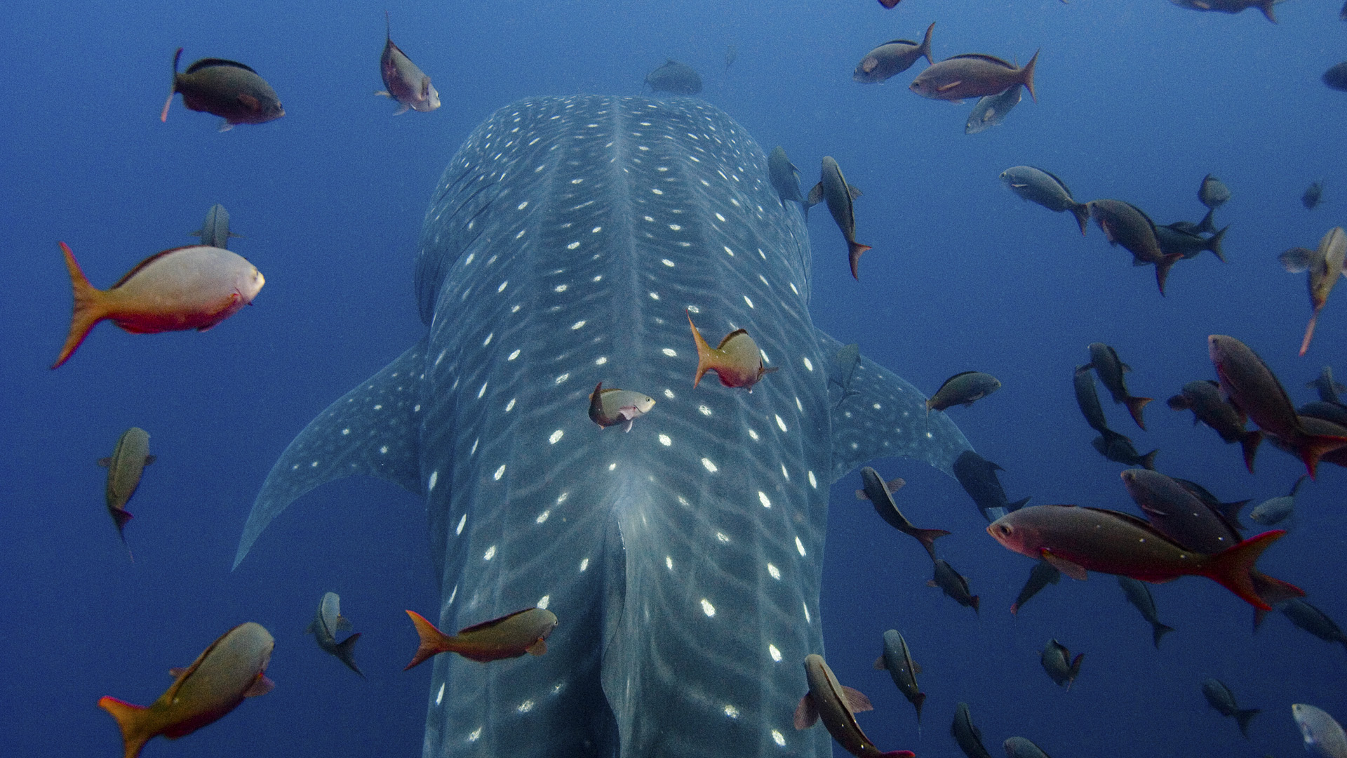 311126 descargar fondo de pantalla tiburón ballena, animales, tiburones: protectores de pantalla e imágenes gratis