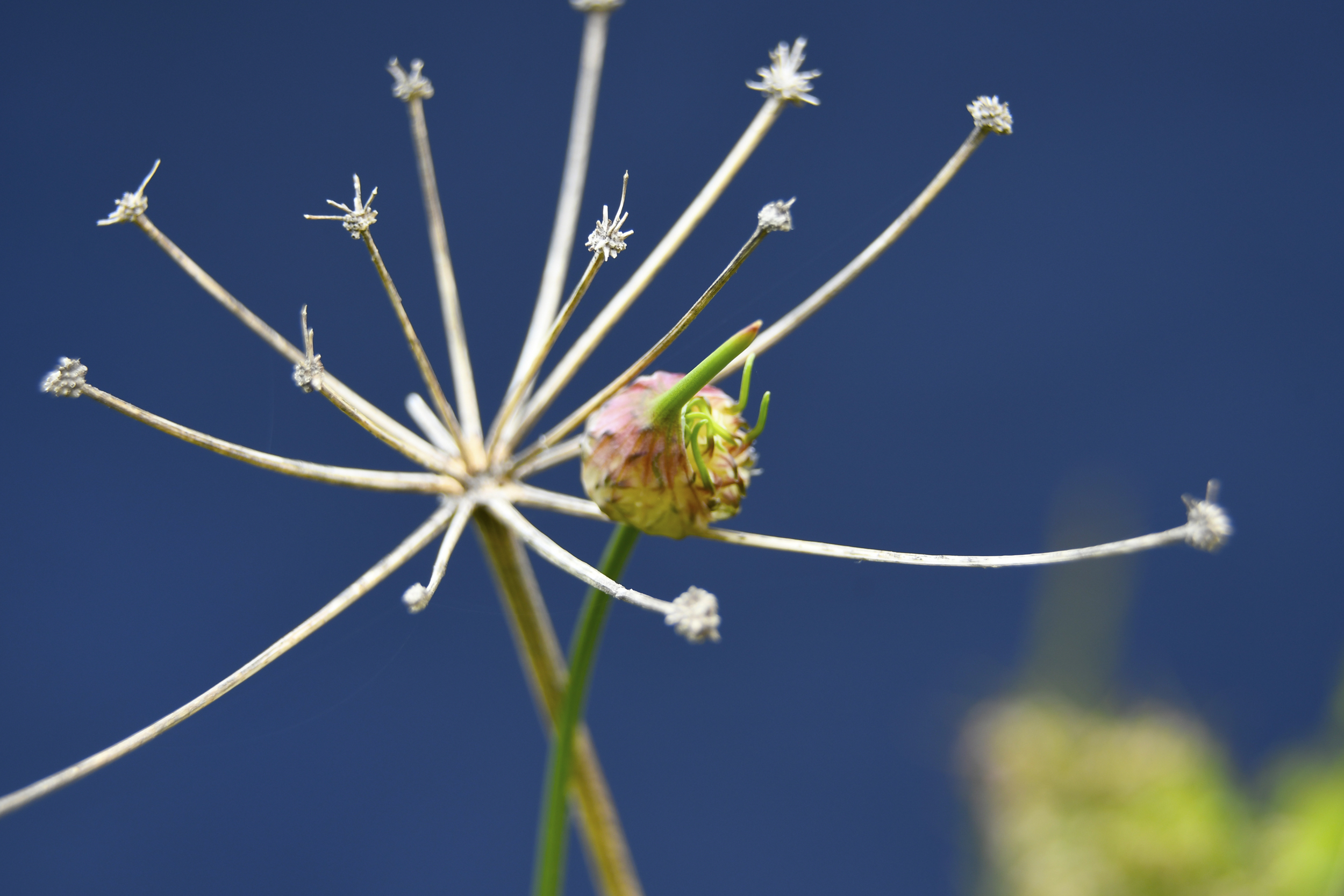 Téléchargez gratuitement l'image Fleur, Terre/nature sur le bureau de votre PC