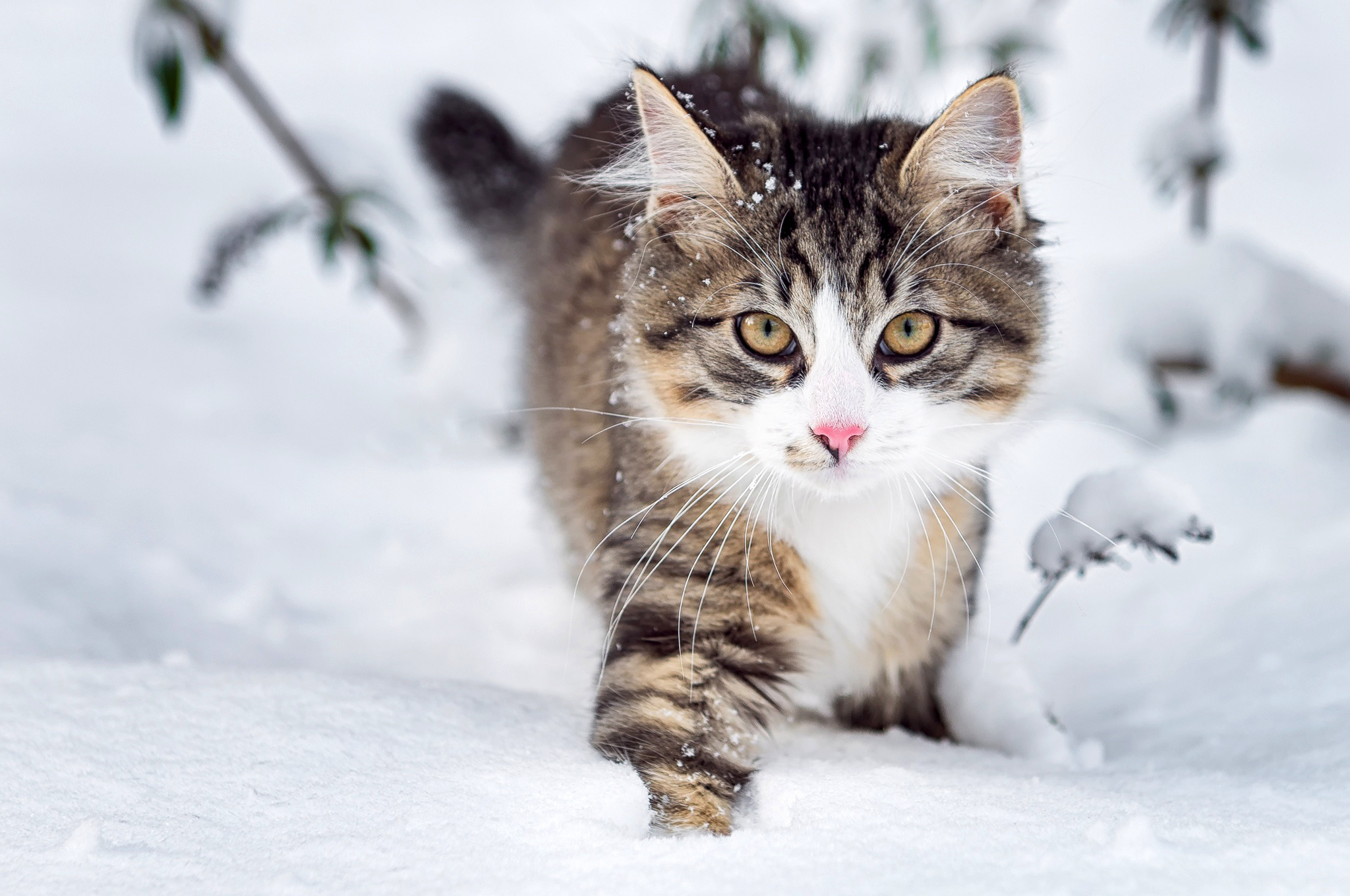 winter, animal, cat, fluffy, snow, whiskers, cats
