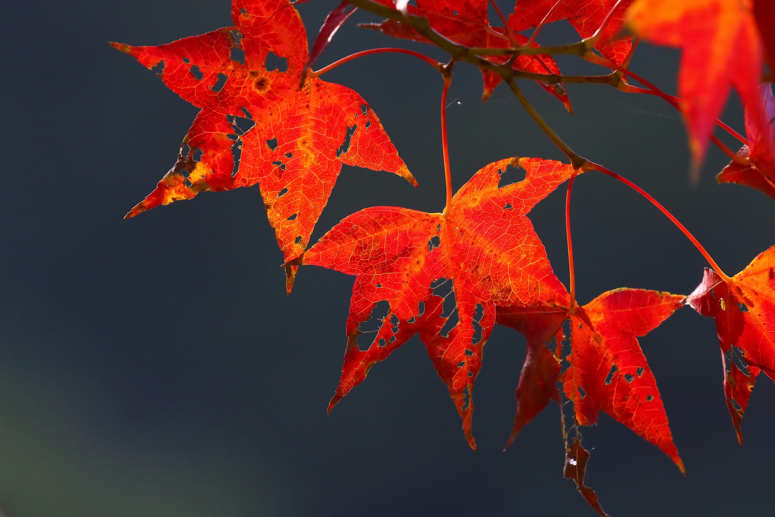 Free download wallpaper Nature, Leaf, Fall, Earth on your PC desktop