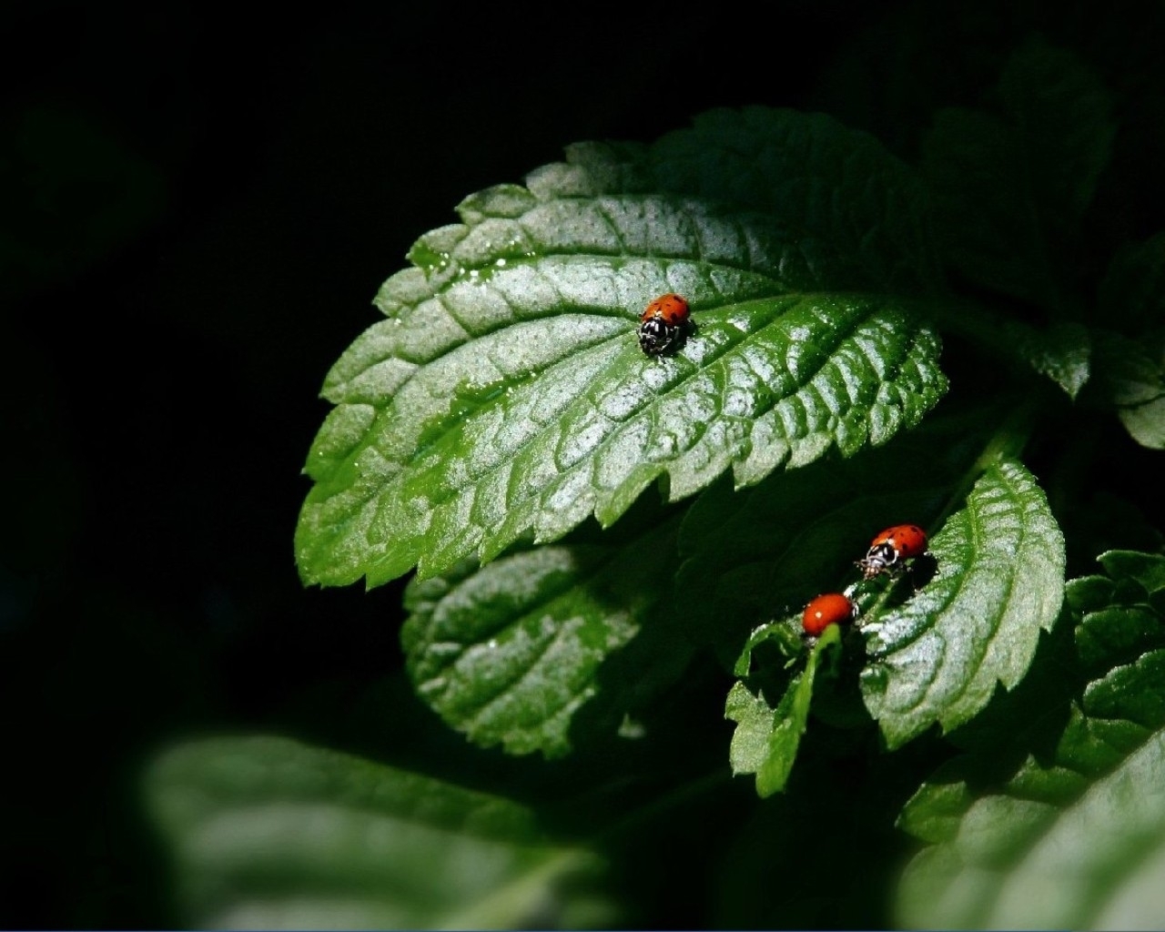ladybugs, insects, leaves, black