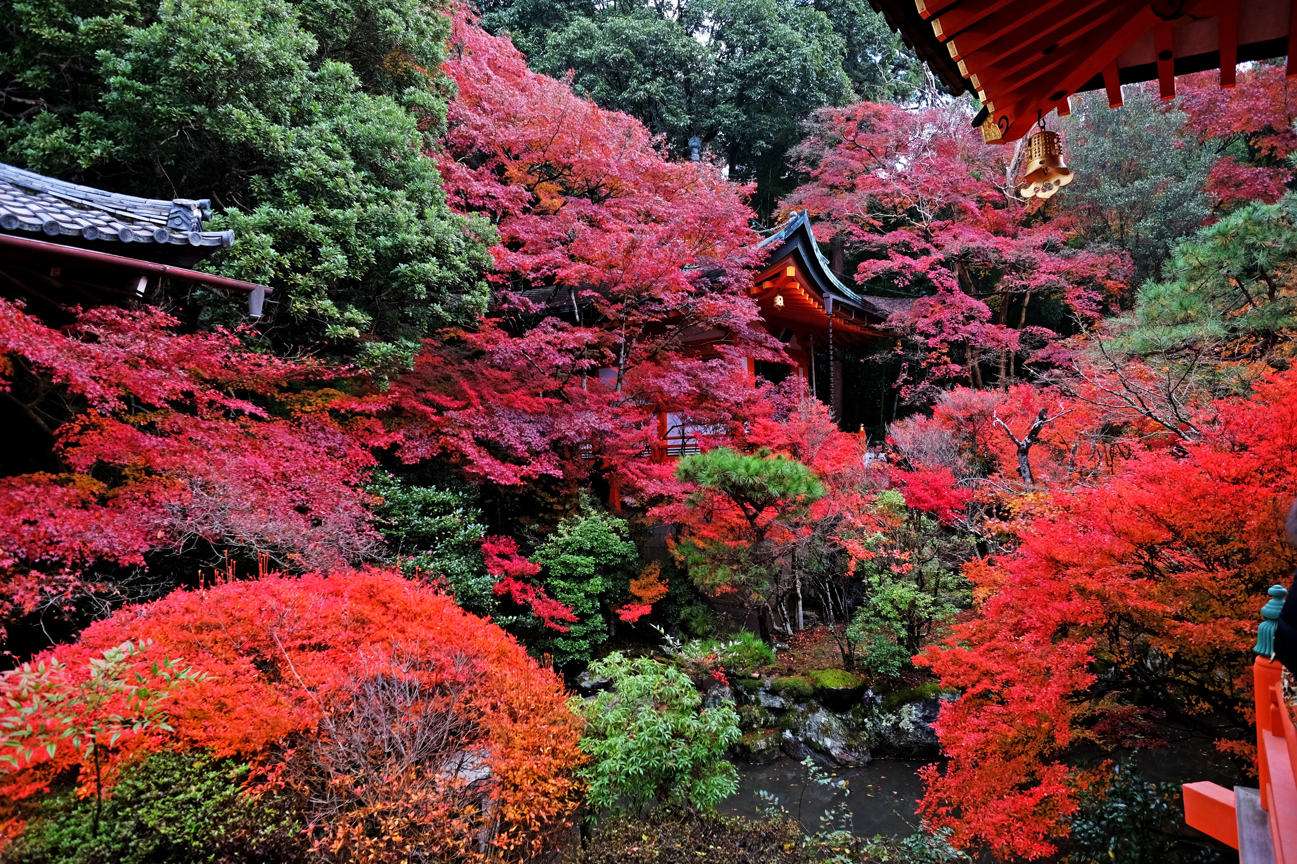 japan, temple, nature, autumn, kyoto