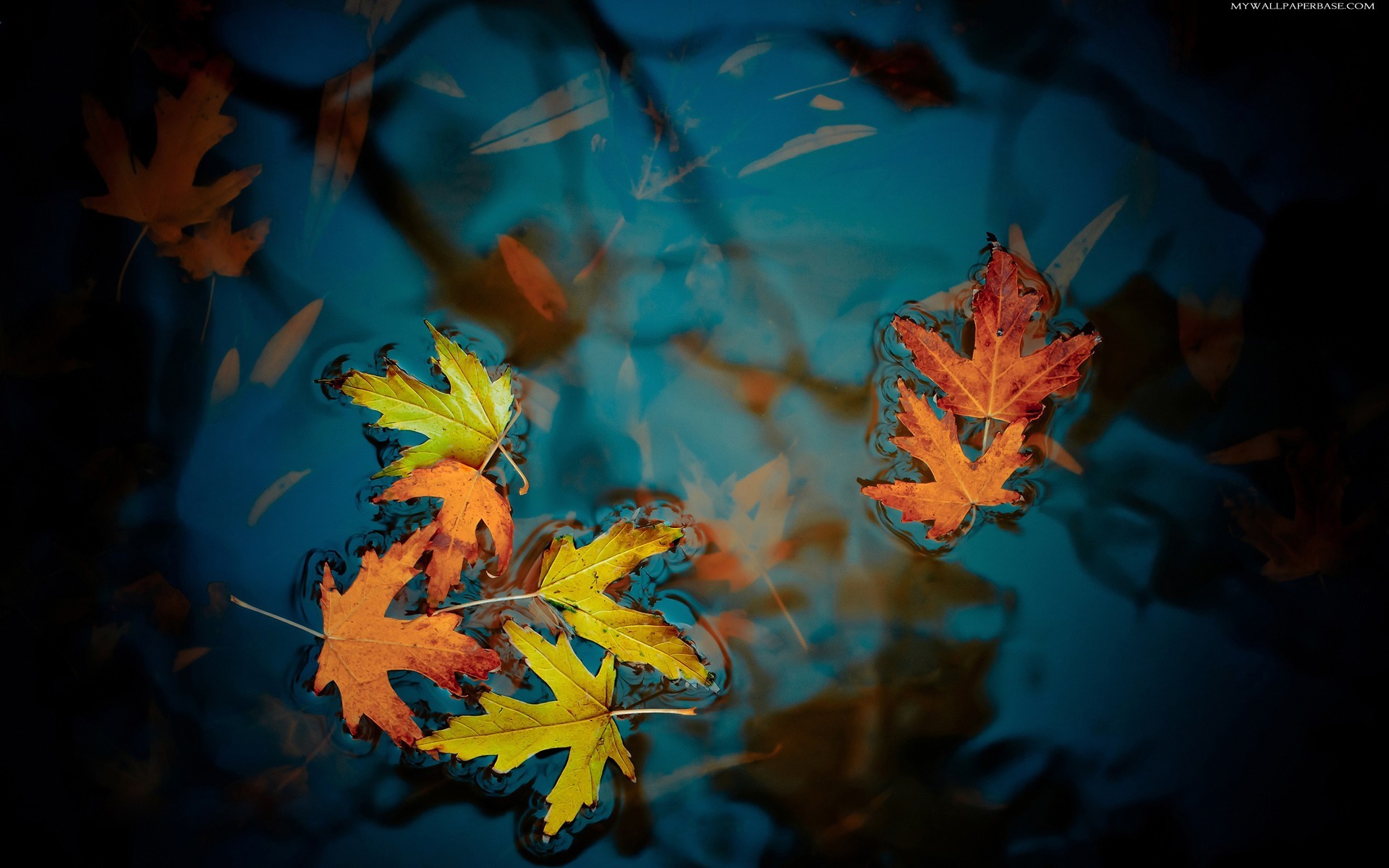 plants, autumn, leaves, water, turquoise