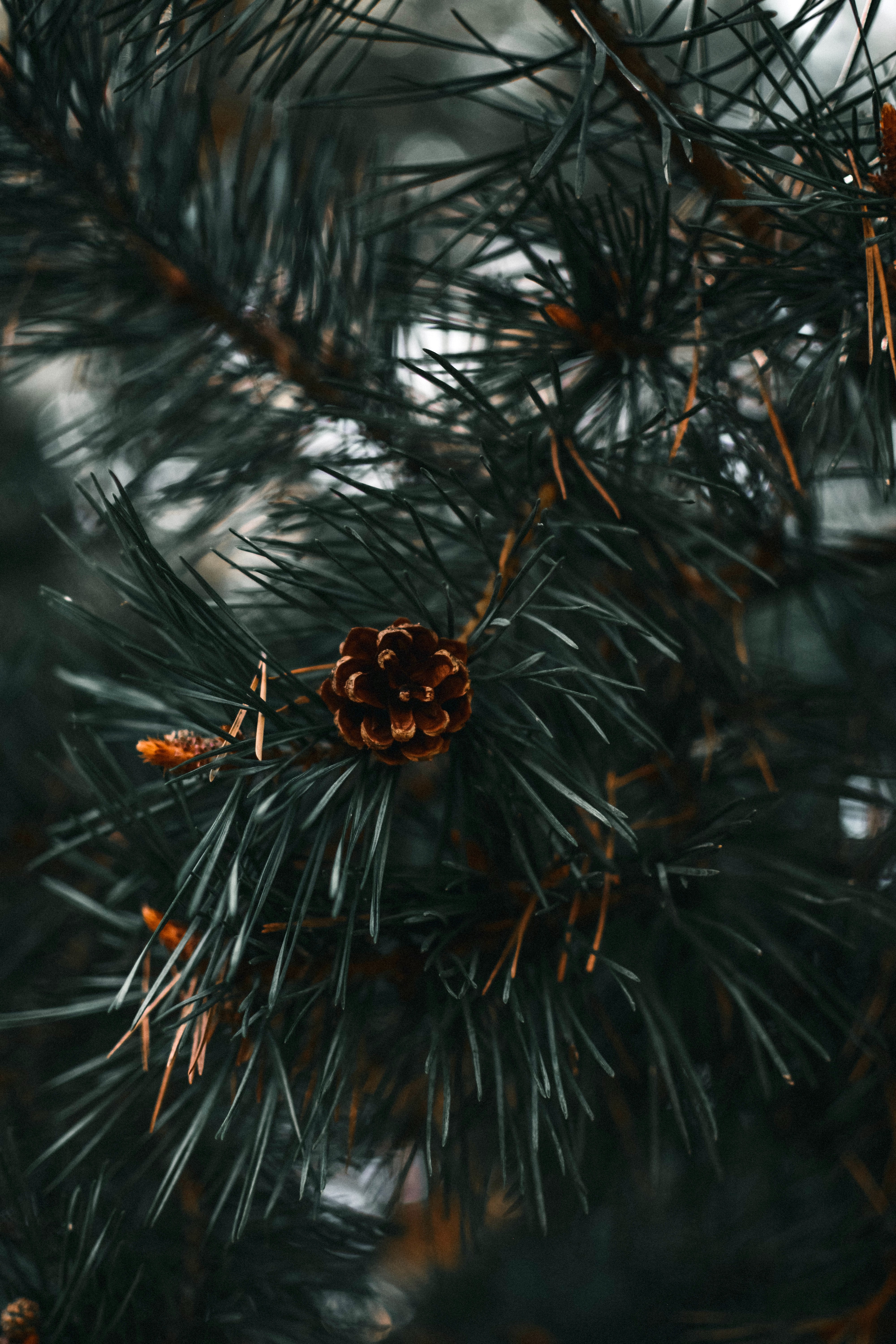 nature, needle, branch, spruce, fir, spruce cone, spruce bump mobile wallpaper
