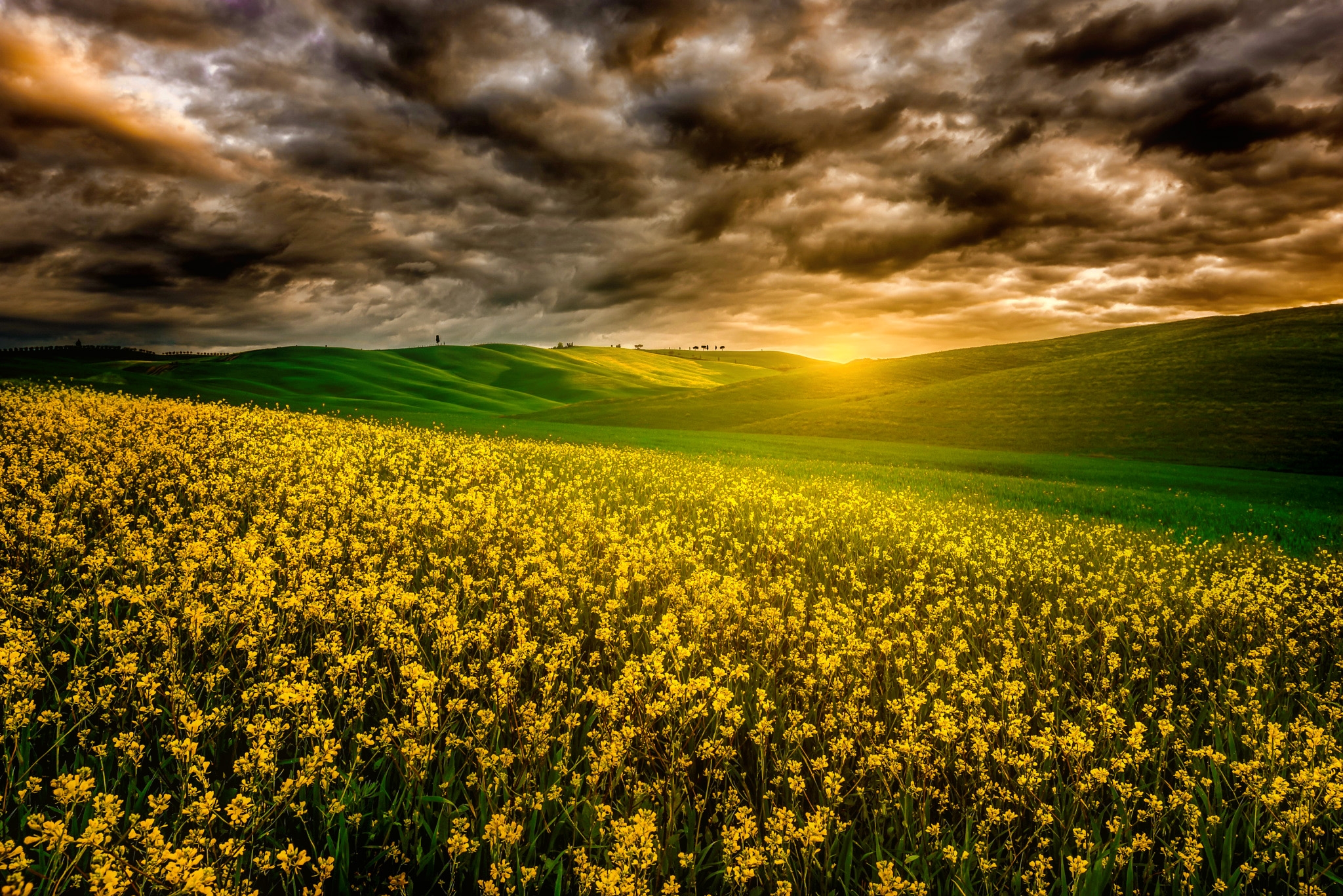 Download mobile wallpaper Landscape, Sunset, Sky, Sun, Flower, Earth, Field, Cloud, Yellow Flower for free.
