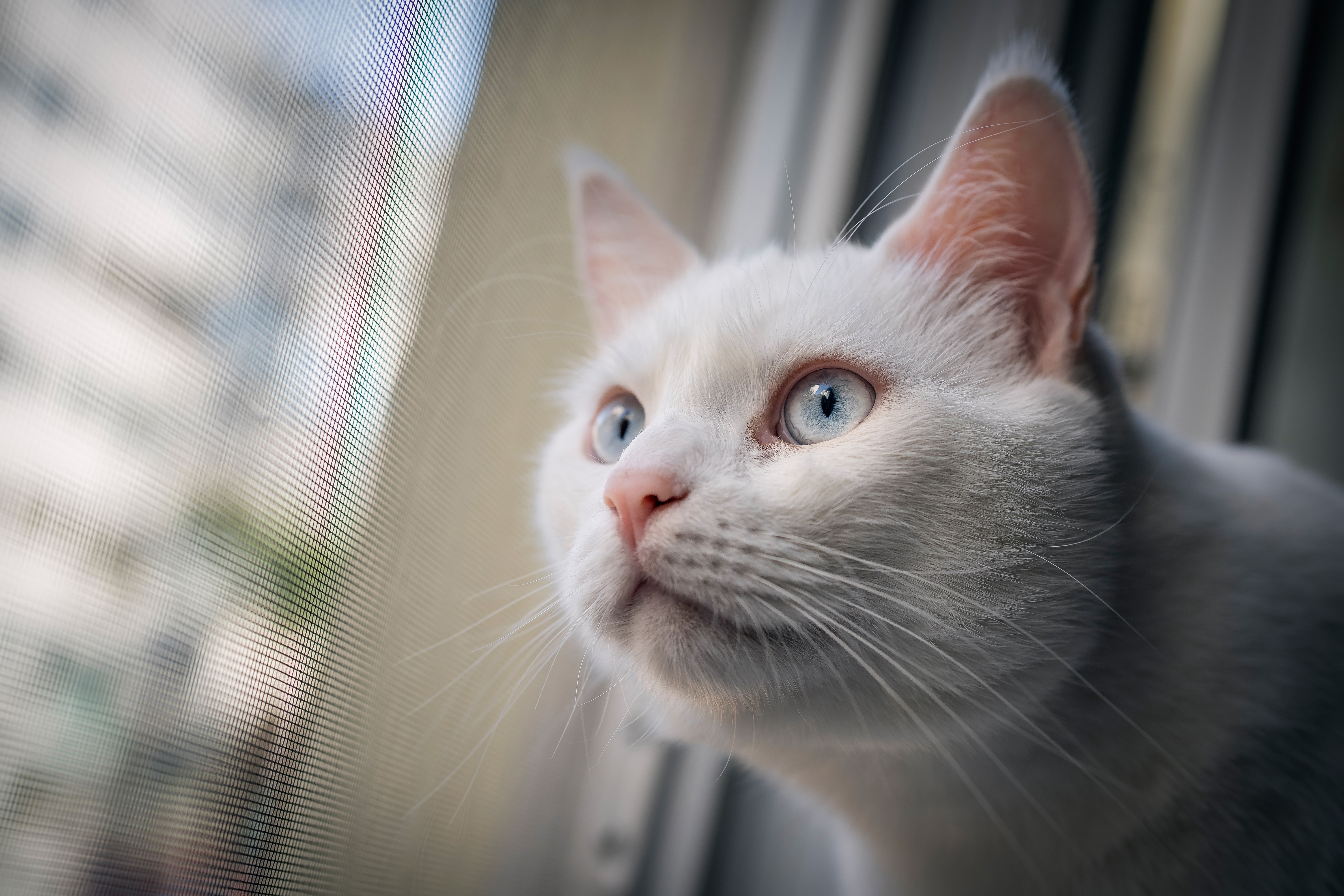 Téléchargez gratuitement l'image Animaux, Chats, Chat sur le bureau de votre PC