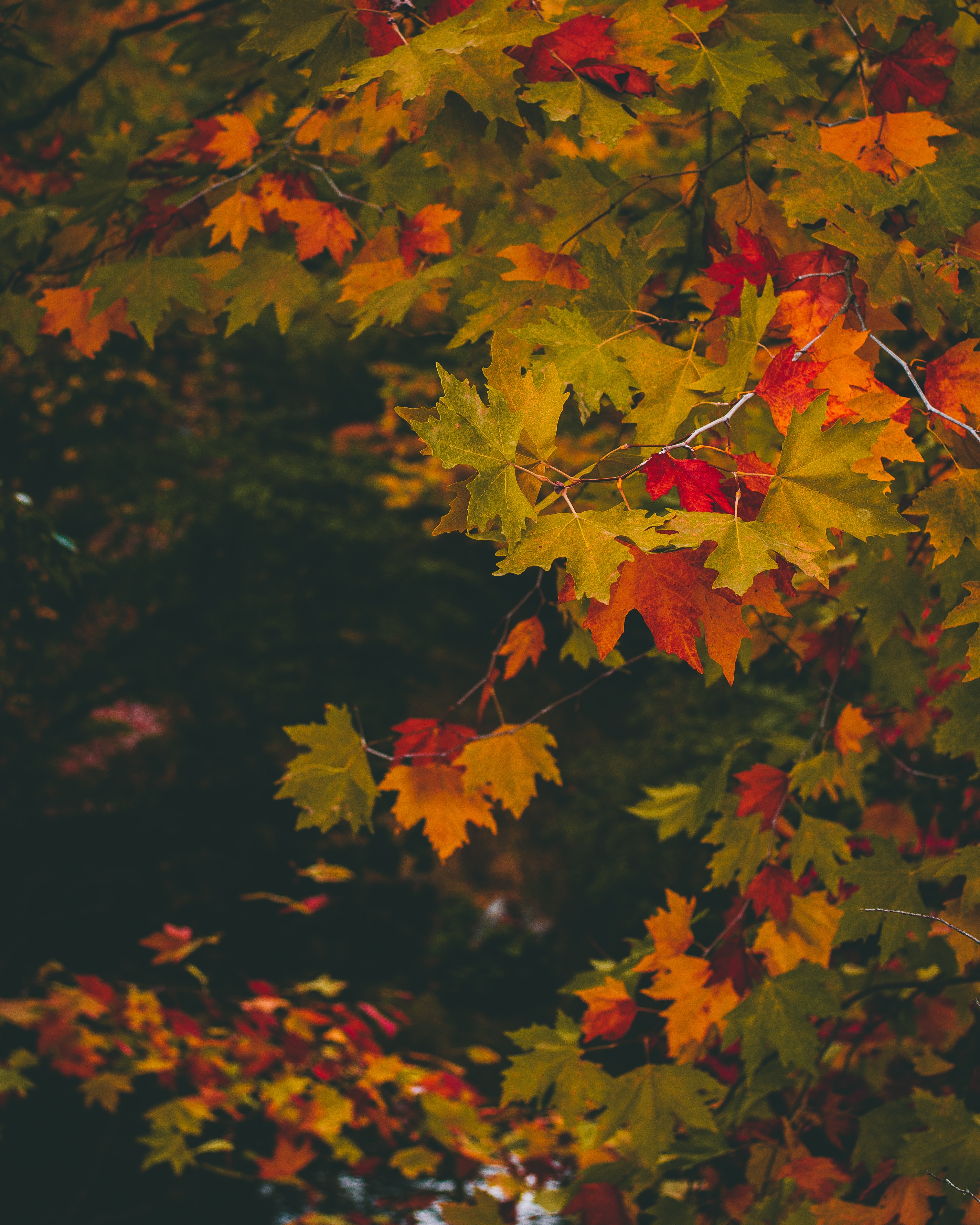 122087 скачать картинку клен, листья, осень, природа, разноцветный, размытость, ветки - обои и заставки бесплатно
