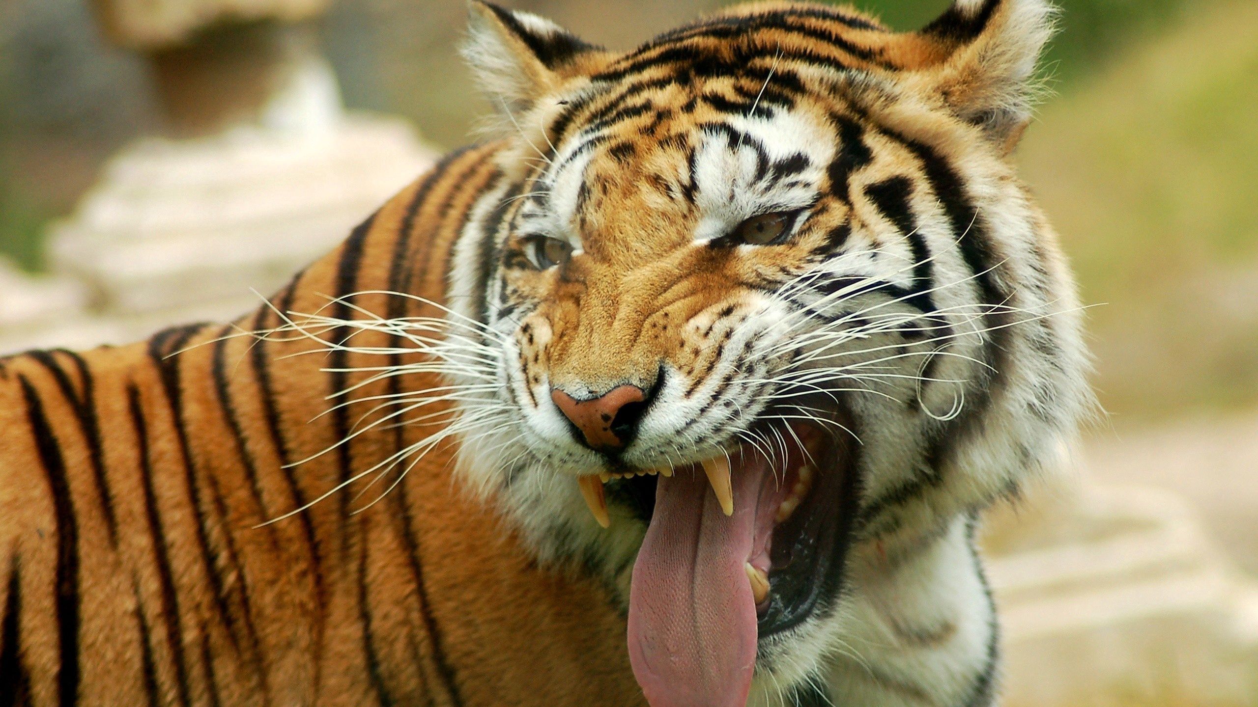 Free download wallpaper Animals, Grin, Sight, Opinion, Tiger, Tongue, Language on your PC desktop