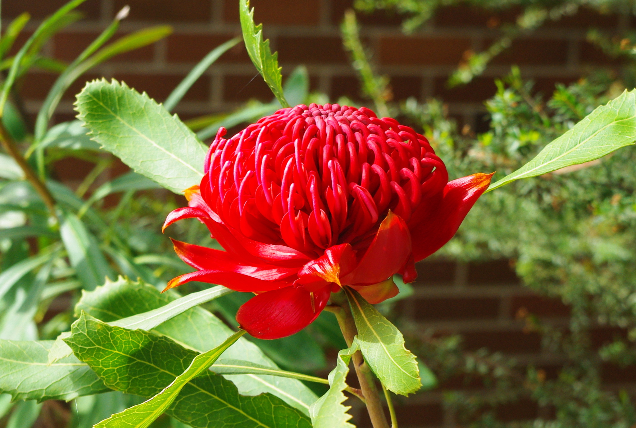 Los mejores fondos de pantalla de Waratah para la pantalla del teléfono