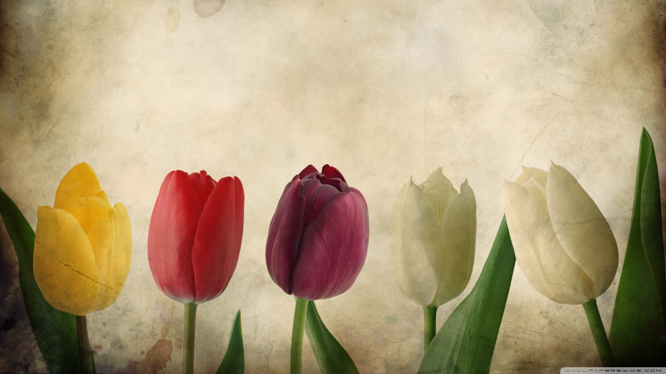 Download mobile wallpaper Flowers, Flower, Earth, Tulip for free.