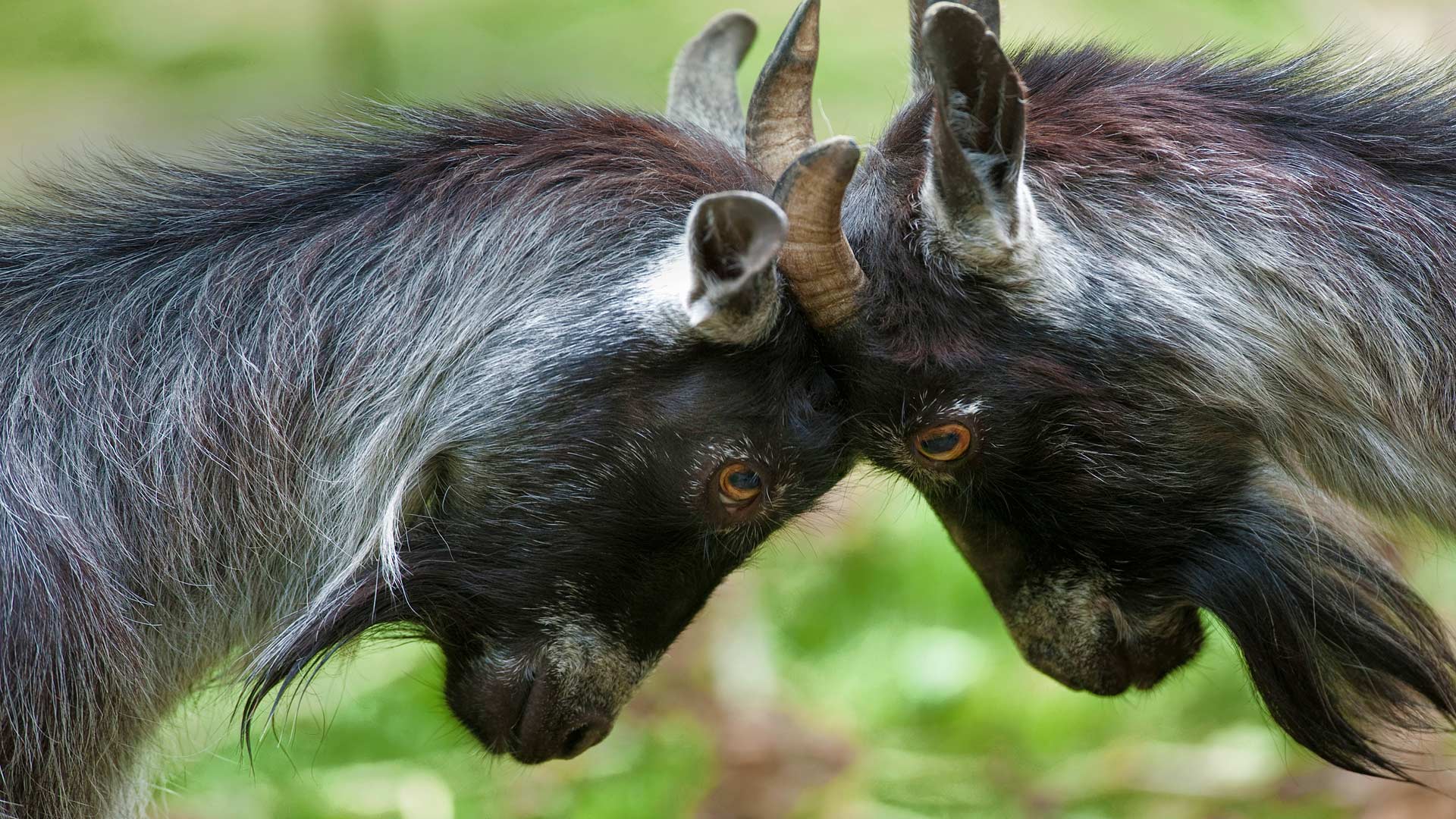 Download mobile wallpaper Animal, Goat, Pygmy Goat for free.