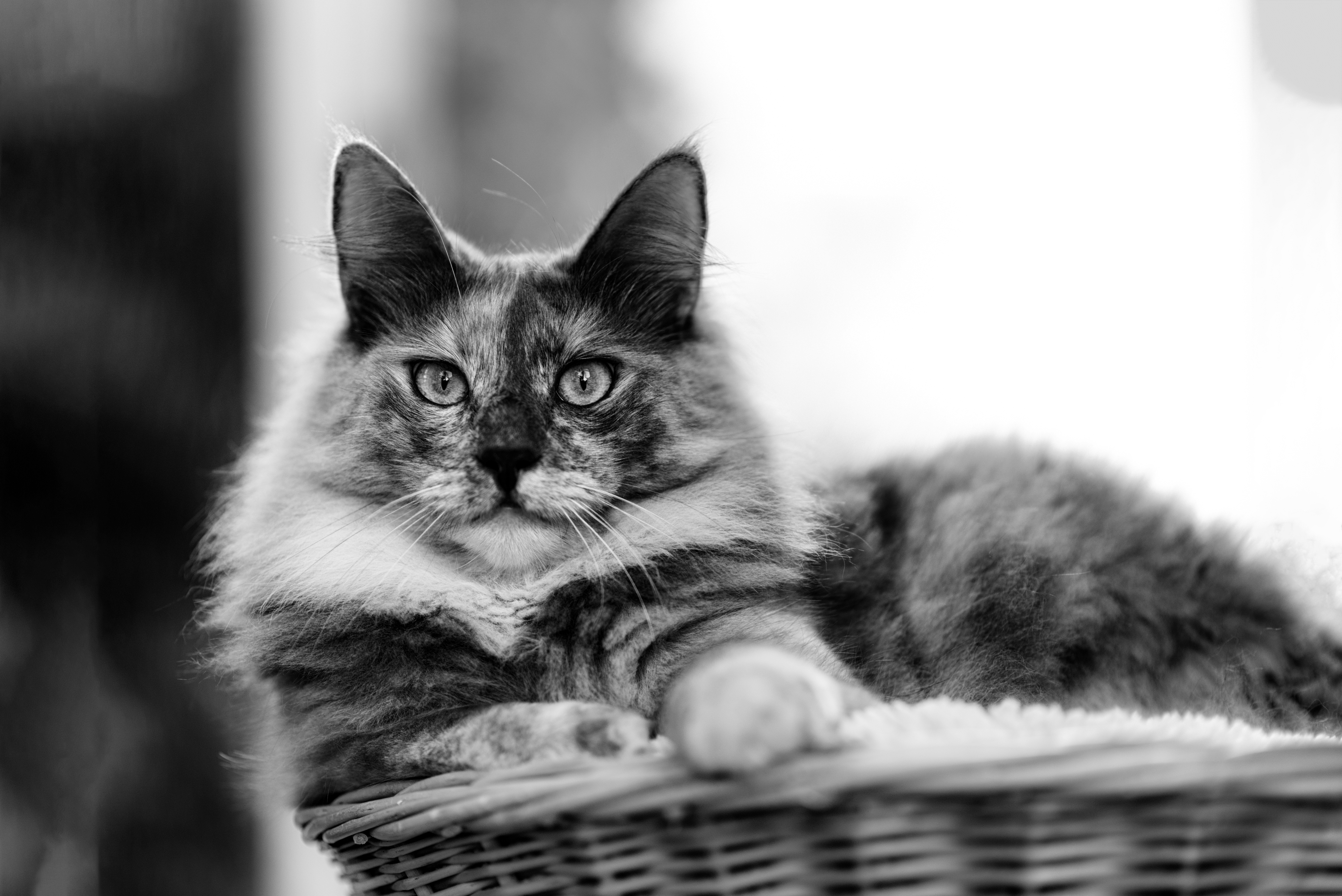 Download mobile wallpaper Cats, Cat, Animal, Black & White for free.