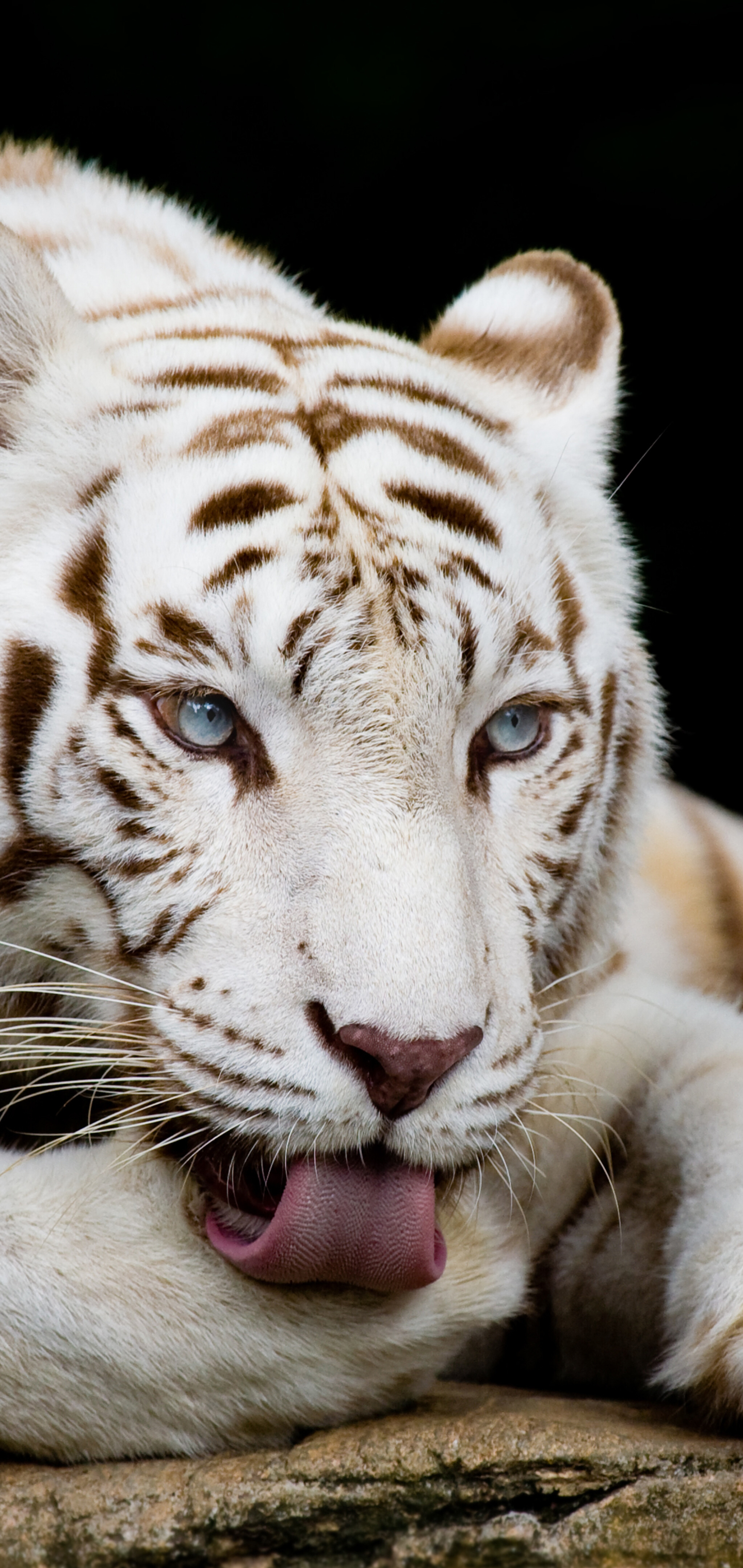 animal, white tiger, white lion, cats
