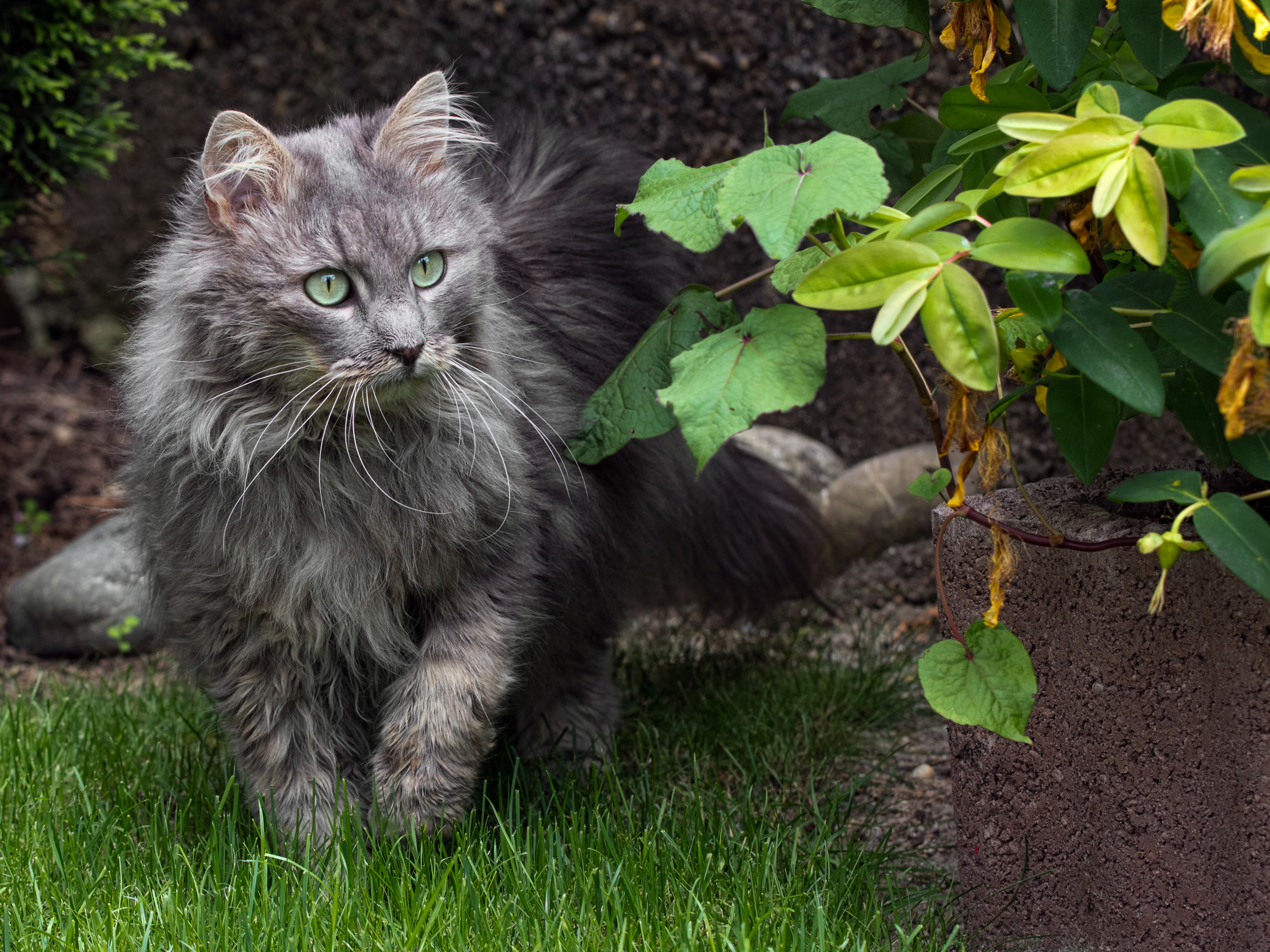 Handy-Wallpaper Tiere, Katzen, Katze kostenlos herunterladen.