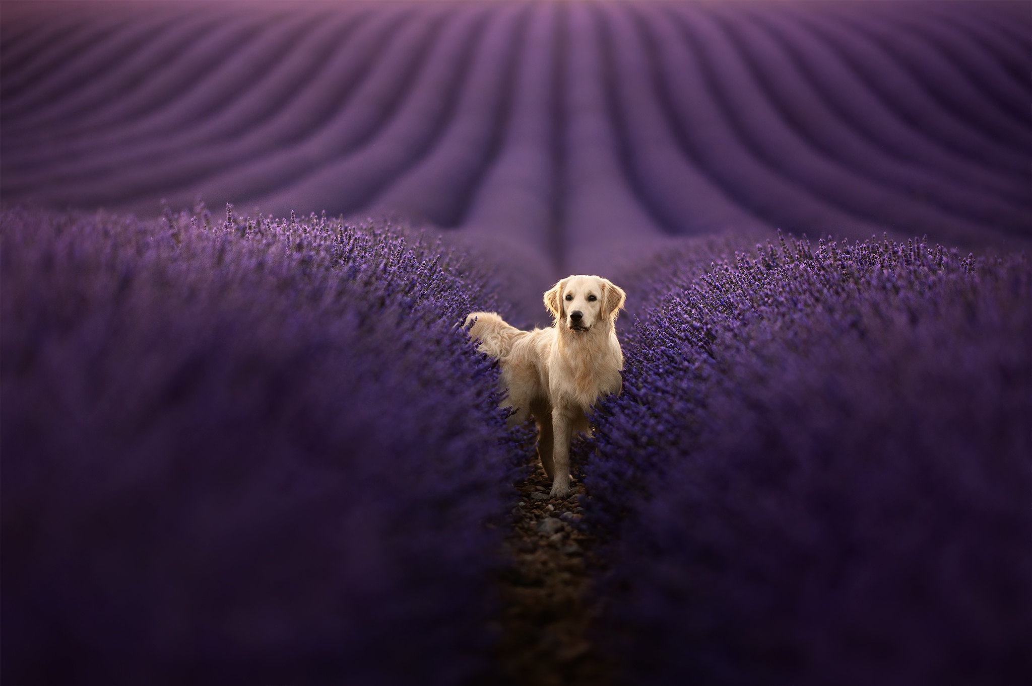 Descarga gratis la imagen Animales, Perros, Flor, Perro, Campo, Perro Perdiguero De Oro, Lavanda, Profundidad De Campo en el escritorio de tu PC